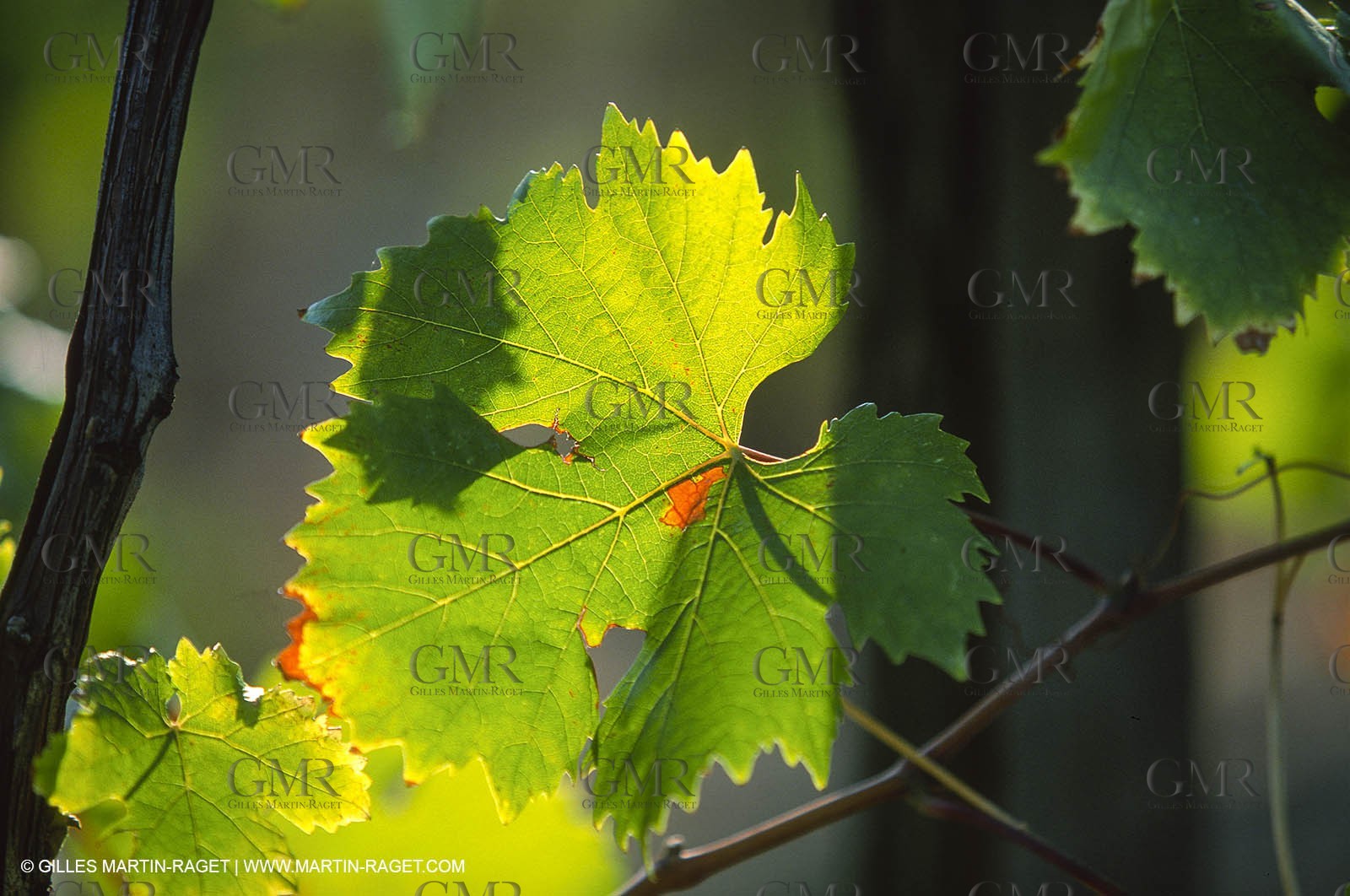 Provence, Harvest time
