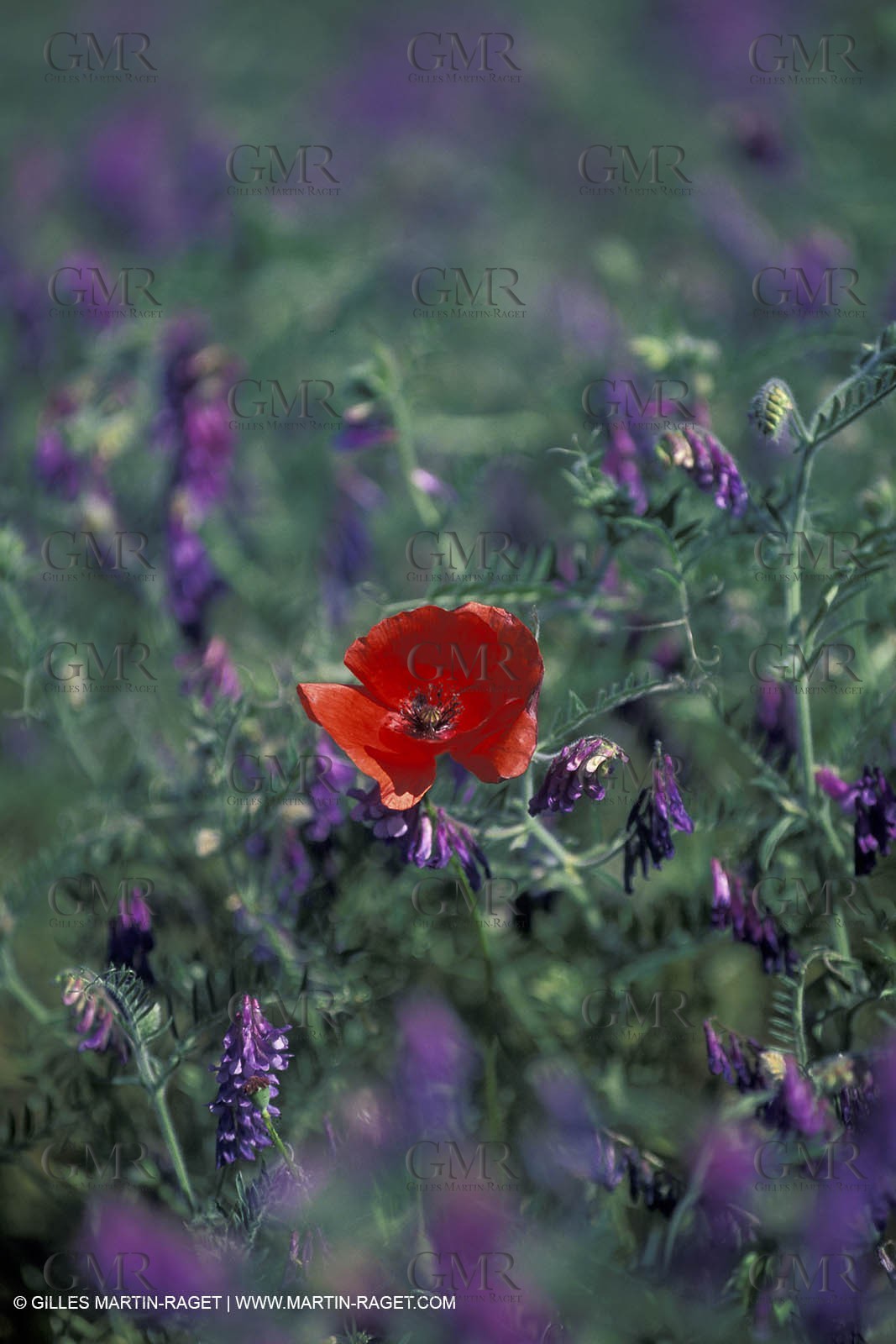 Poppies - Poppies field