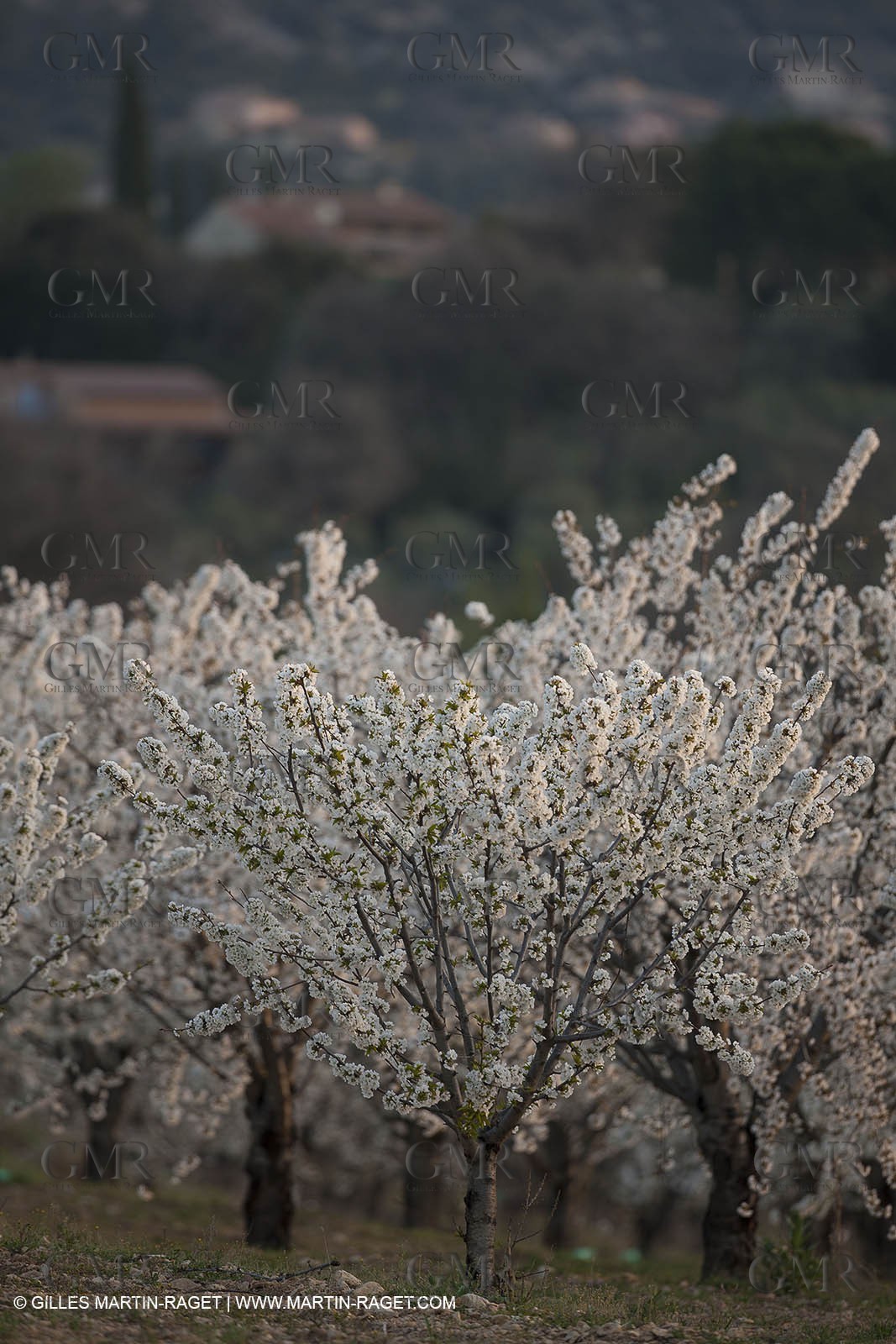 March 30th 2012 - Saint Saturnin les Apt (FRA, 84) - blooming cherry trees