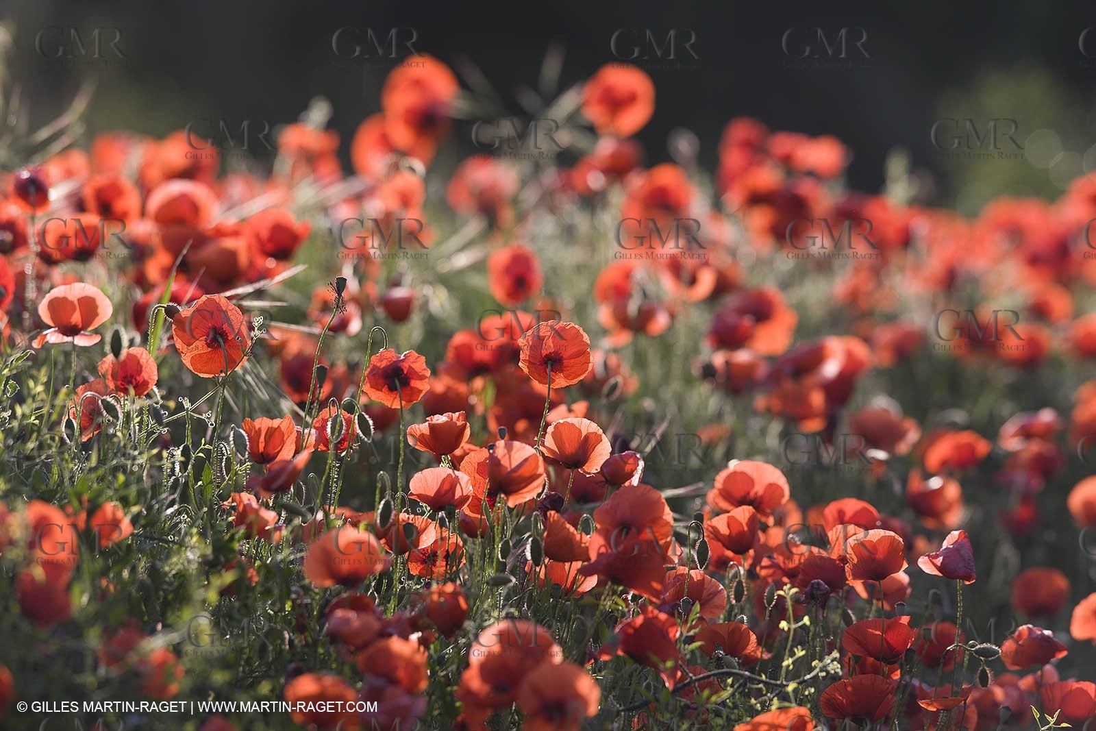 04 05 2008 - Saint Rémy de Provence (FRA, 13) - Alpilles hills landscapes