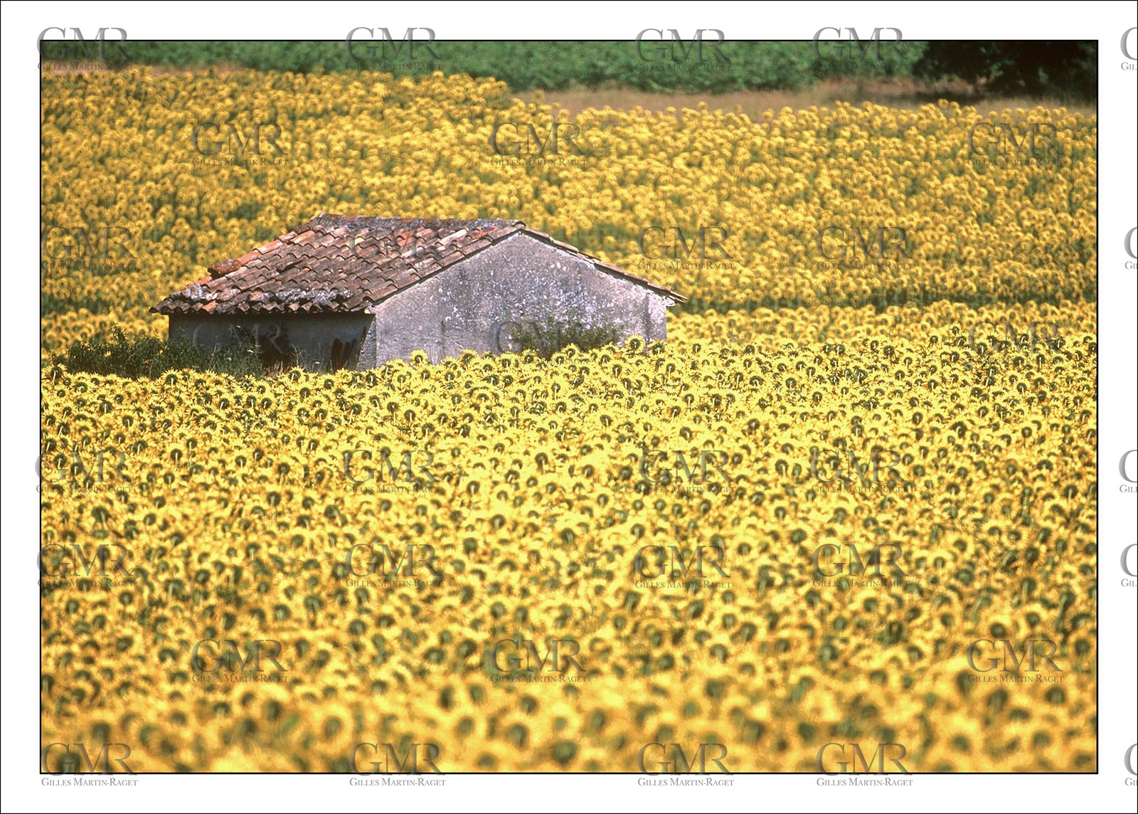Sunflower Cant