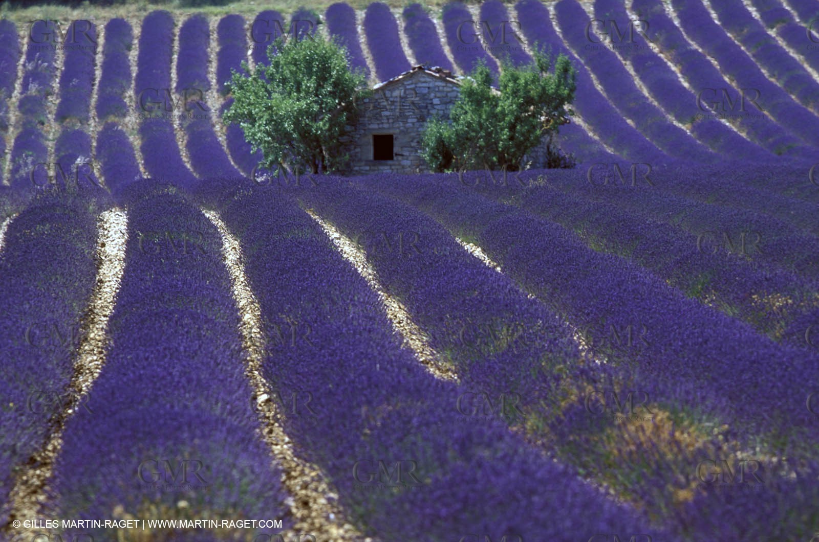 Lavander fields