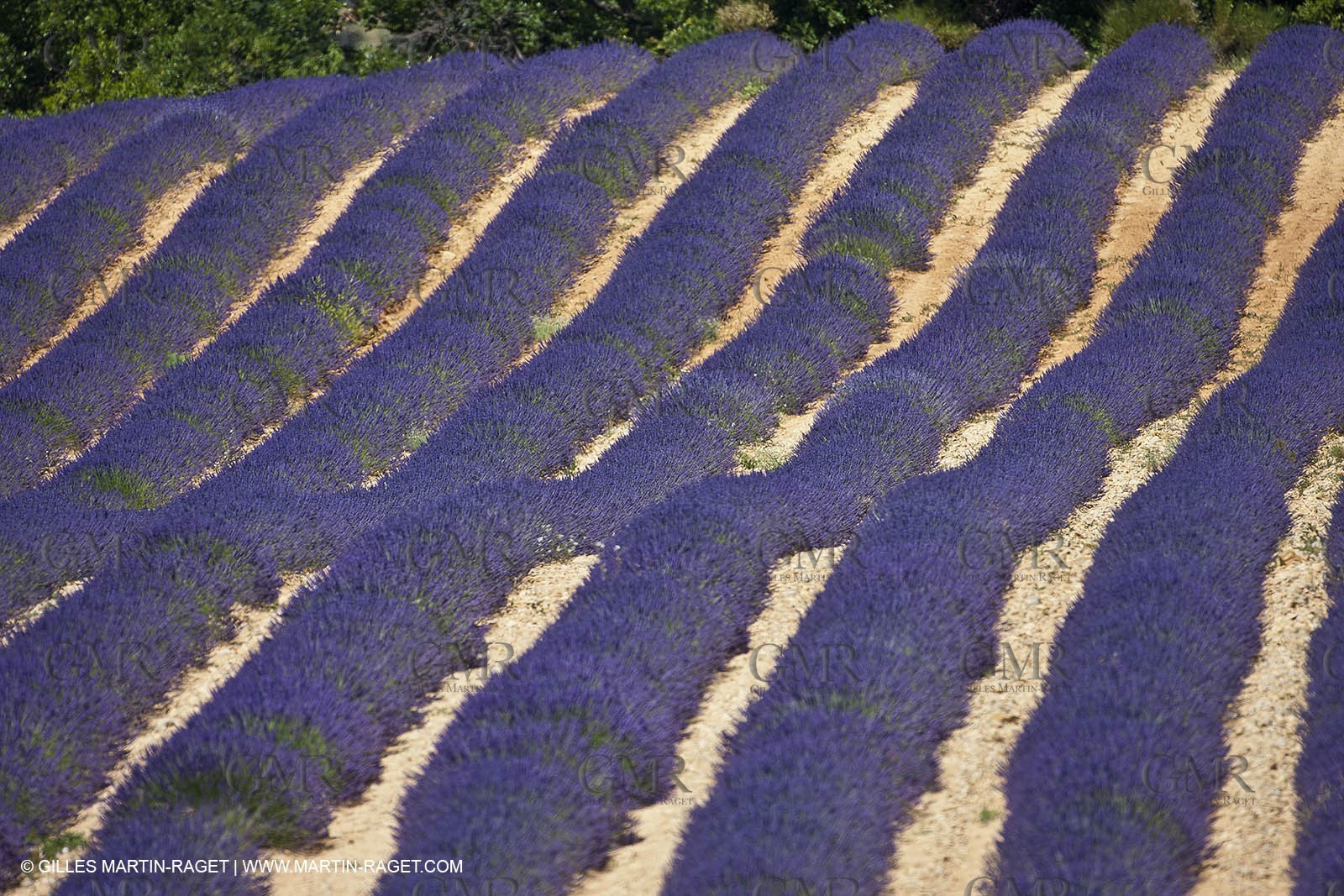 27 06 2011 - Entrevennes (FRA, 04) - Lavander fields