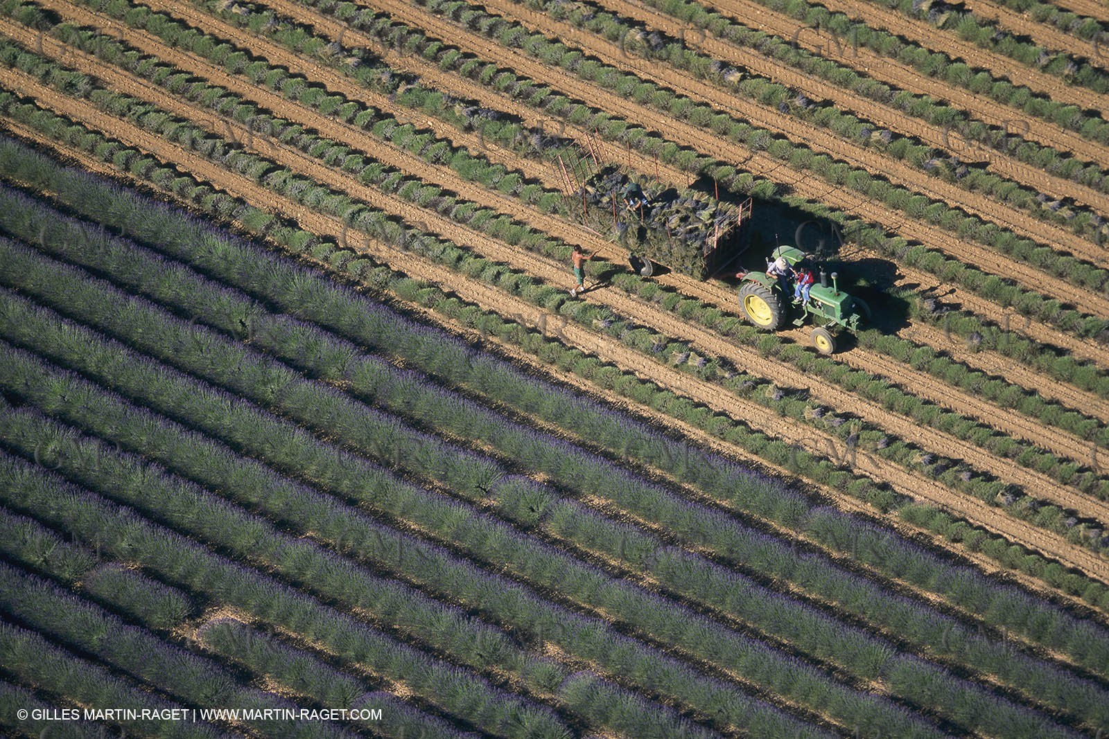 France, Provence, Lavender fields