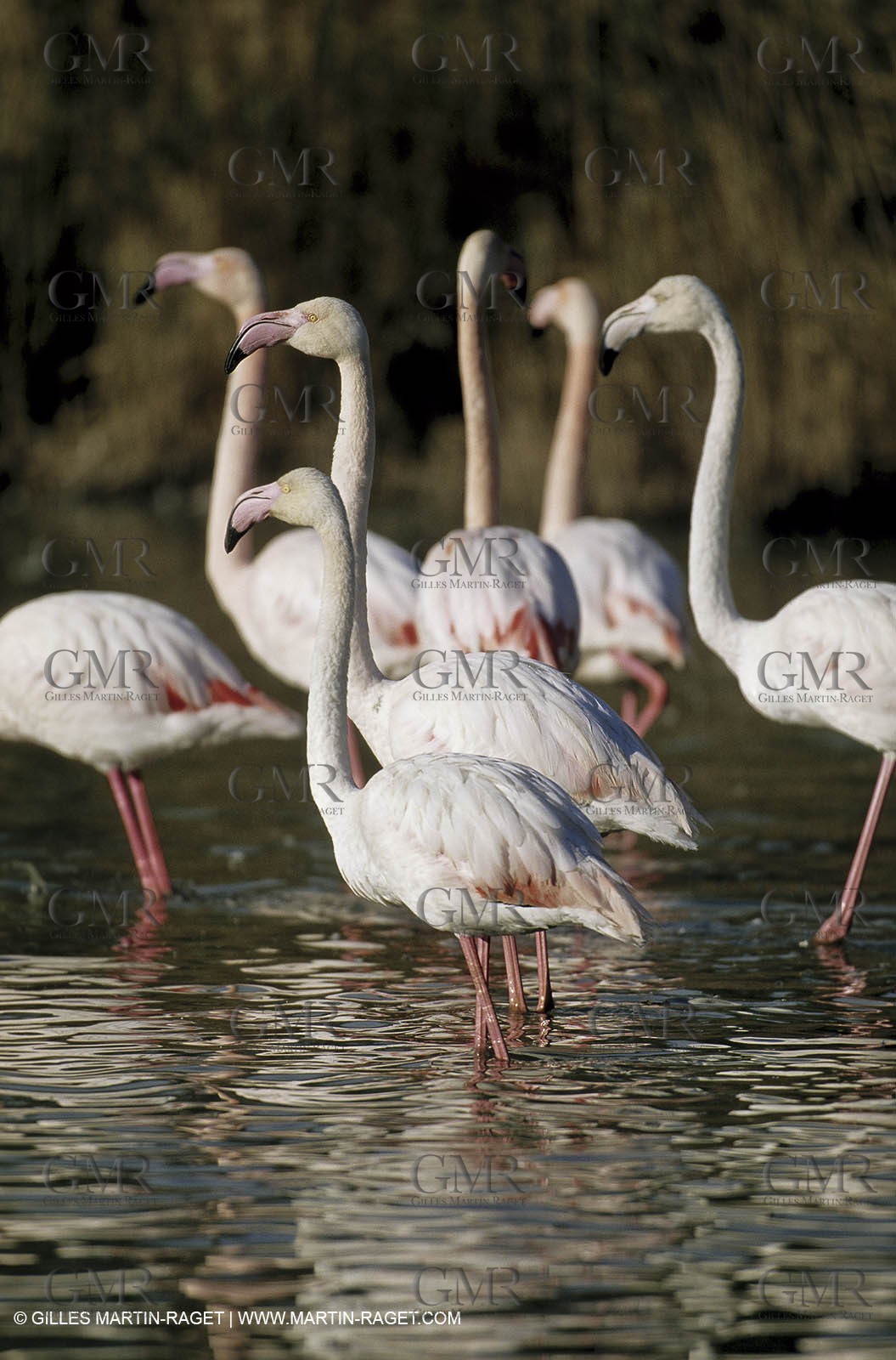 Camargue (FRA,13) - Flamingos in the Camargue