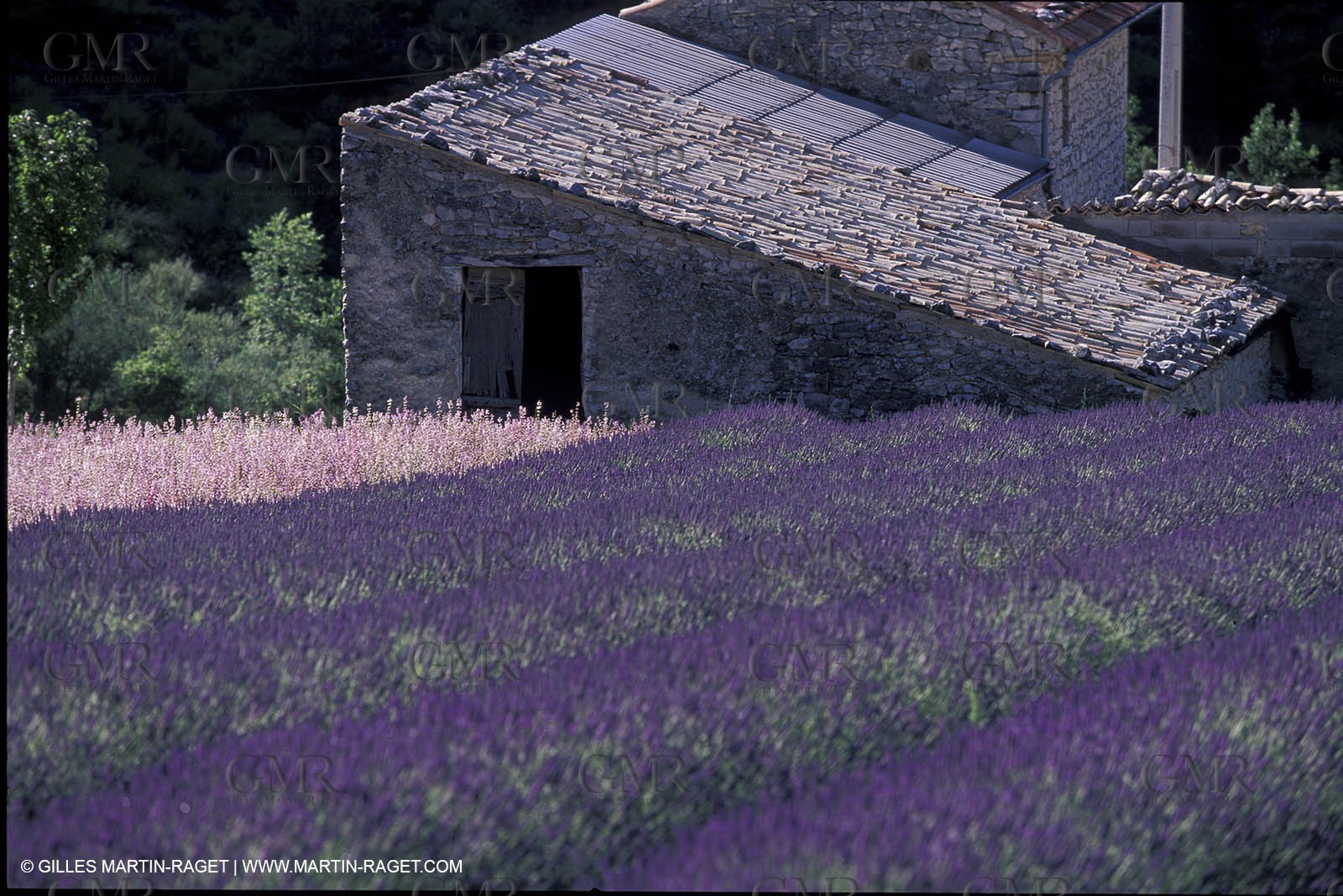 Lavander fields