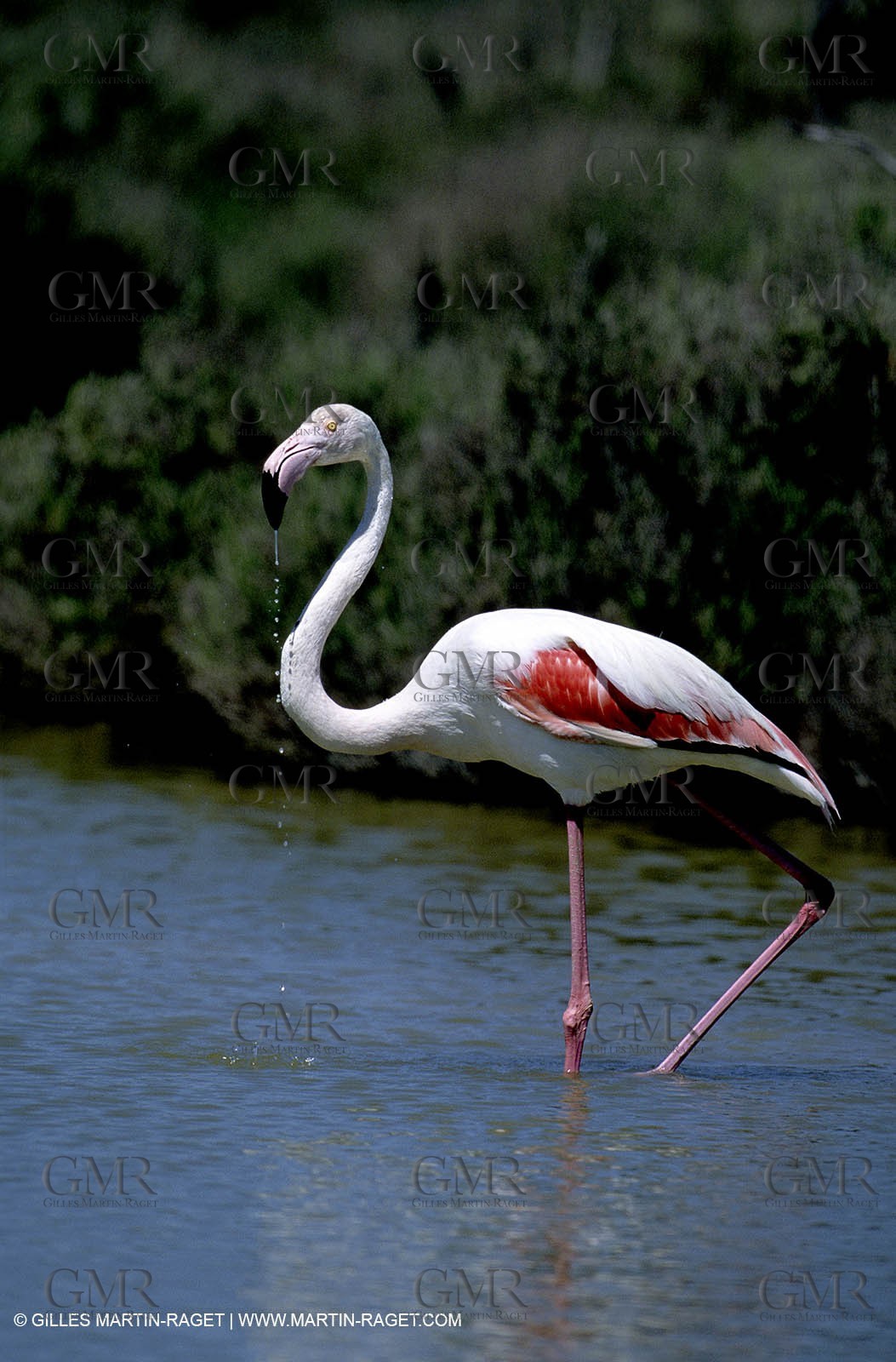 Pink Flamingos - Camargue