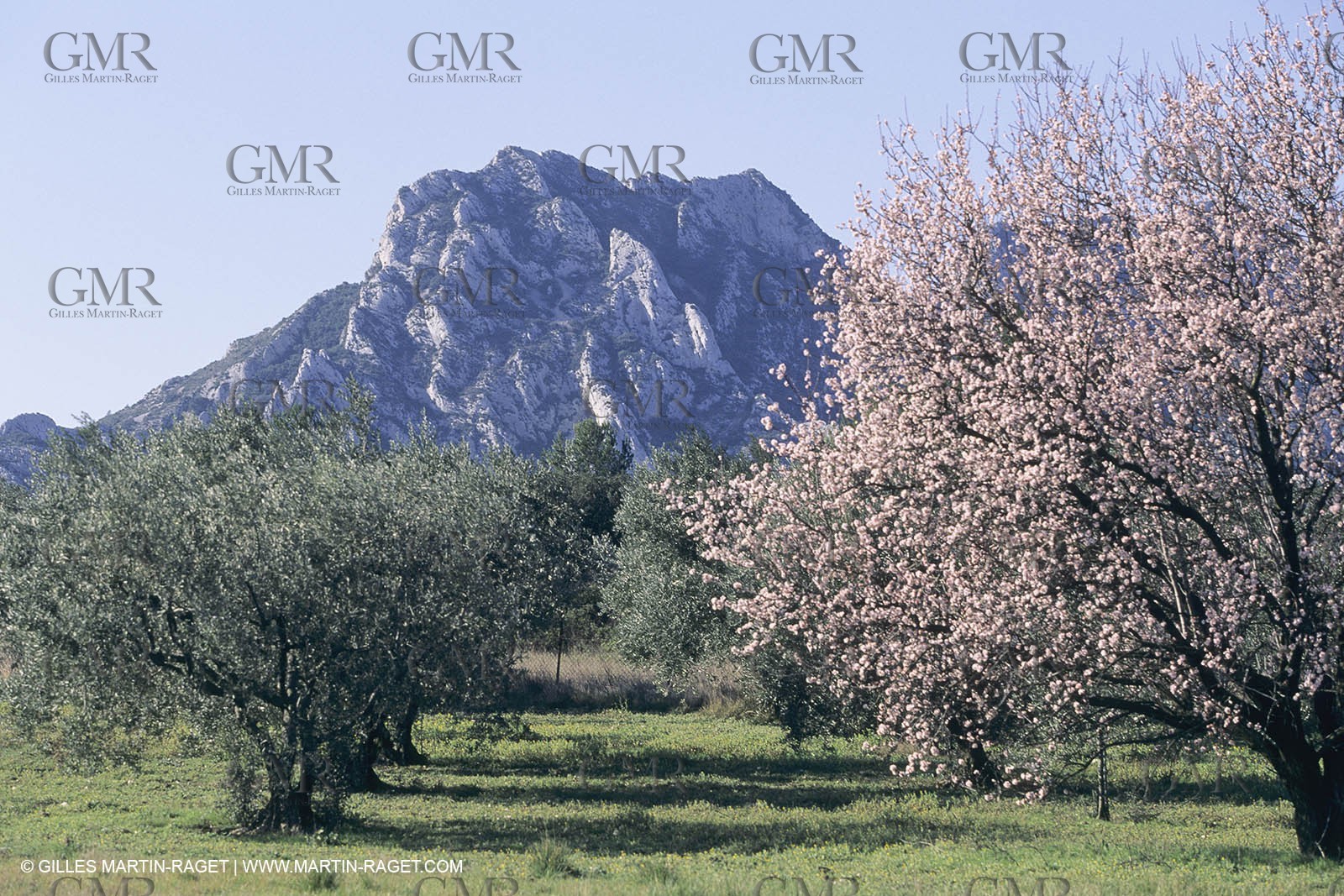 France , Provence, Paysage des Alpilles, Landscapes