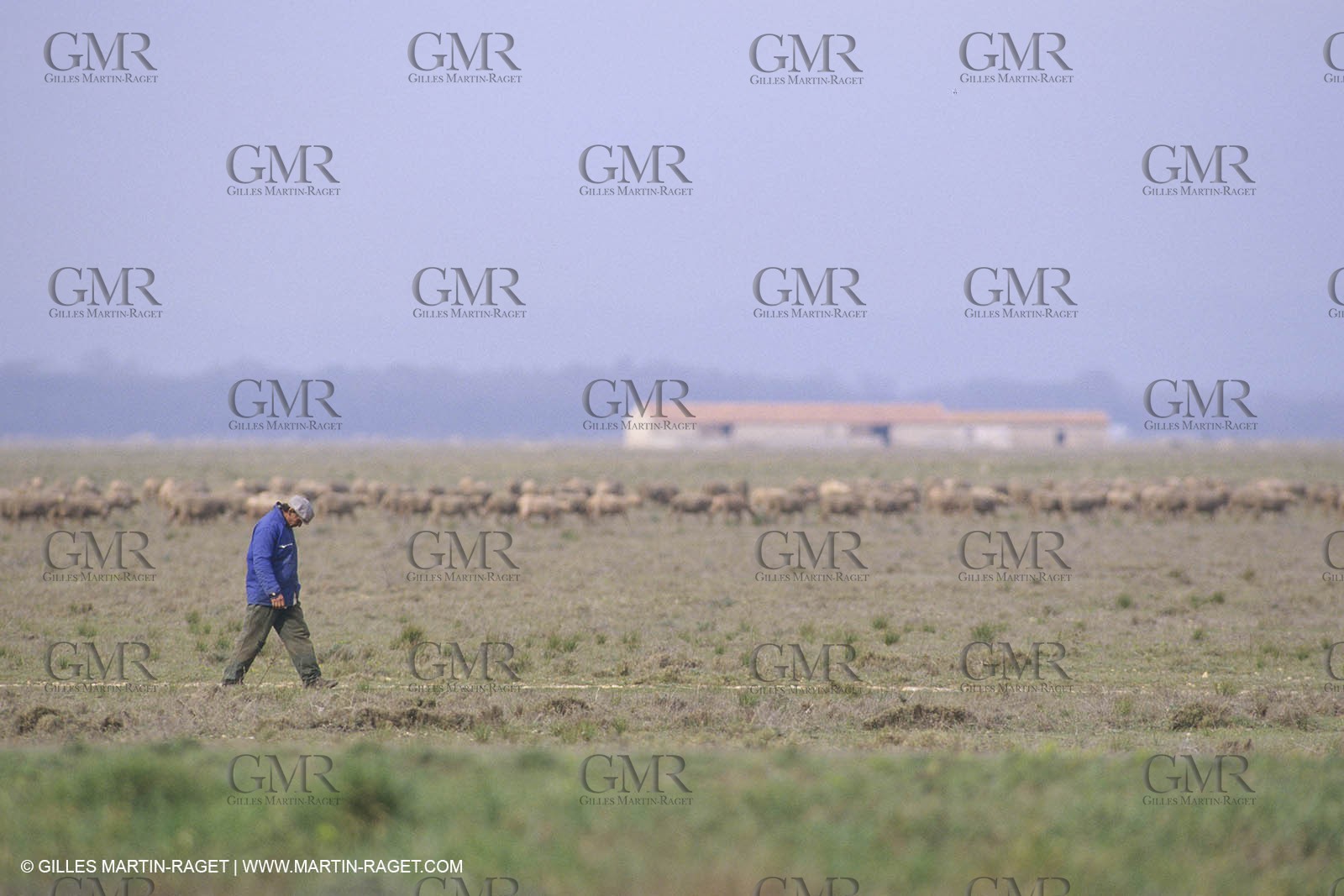 France, Provence, Moutons, bergers, élevage, transhumance