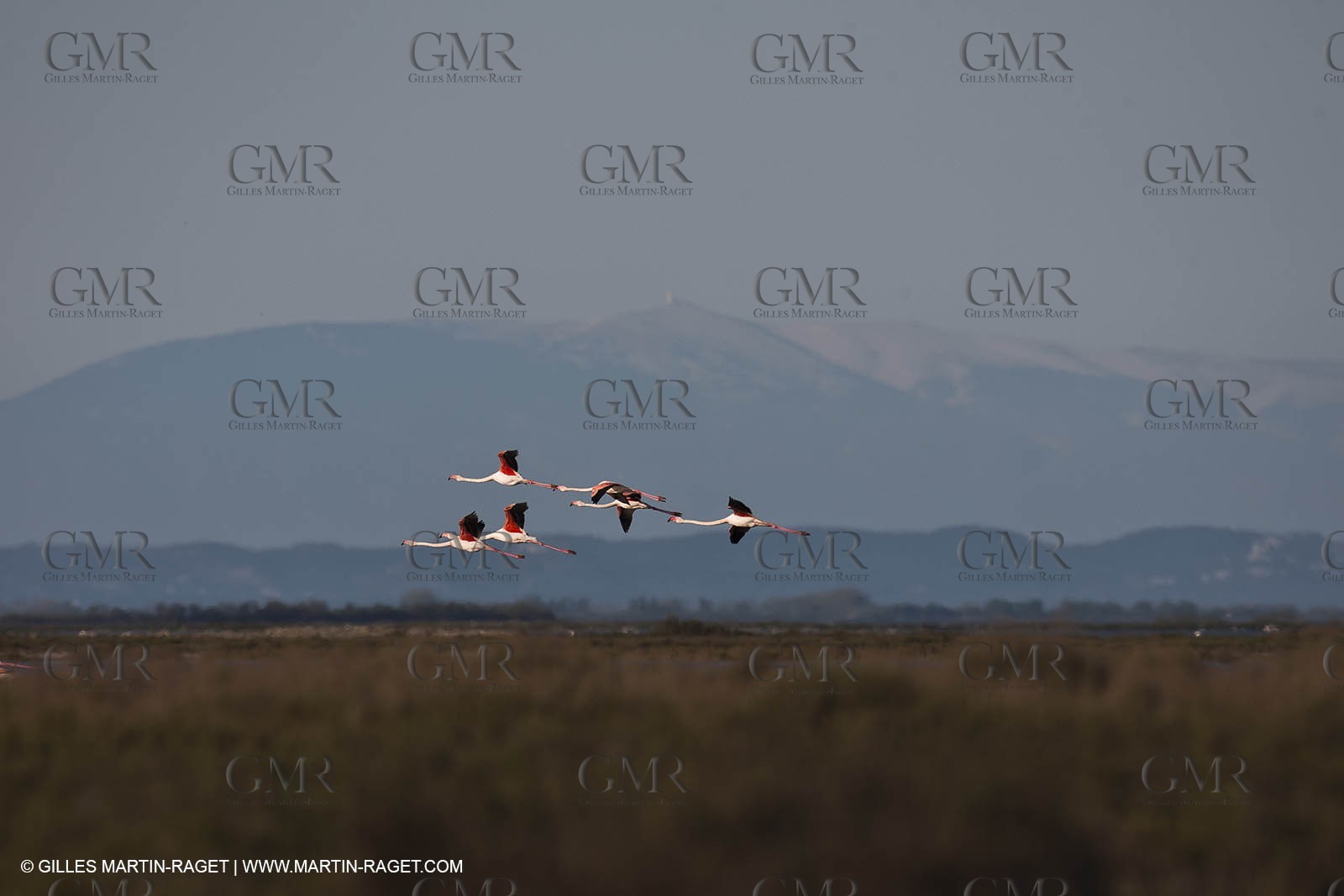 09 04 2011 - Les Saintes Maries de la Mer (FRA,13) - Pink Flamingos in Camargue