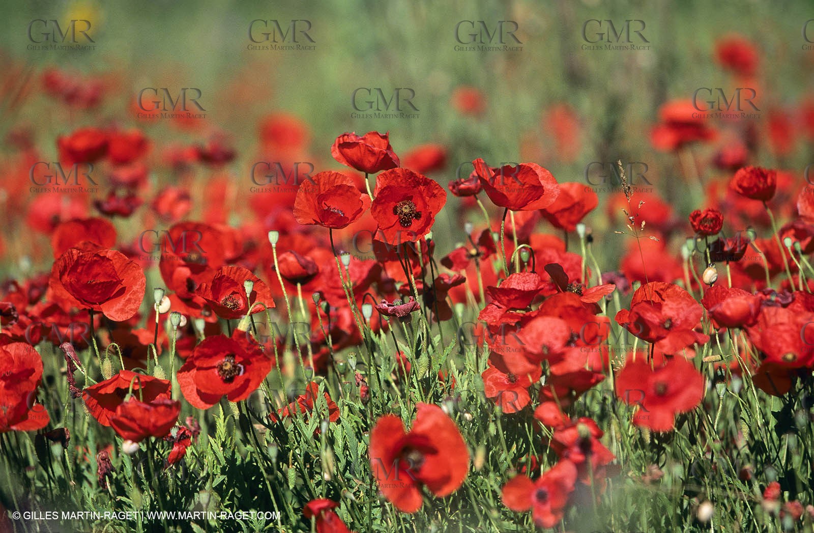 2000-2010- Les Alpilles (FRA,13) - Poppy fields