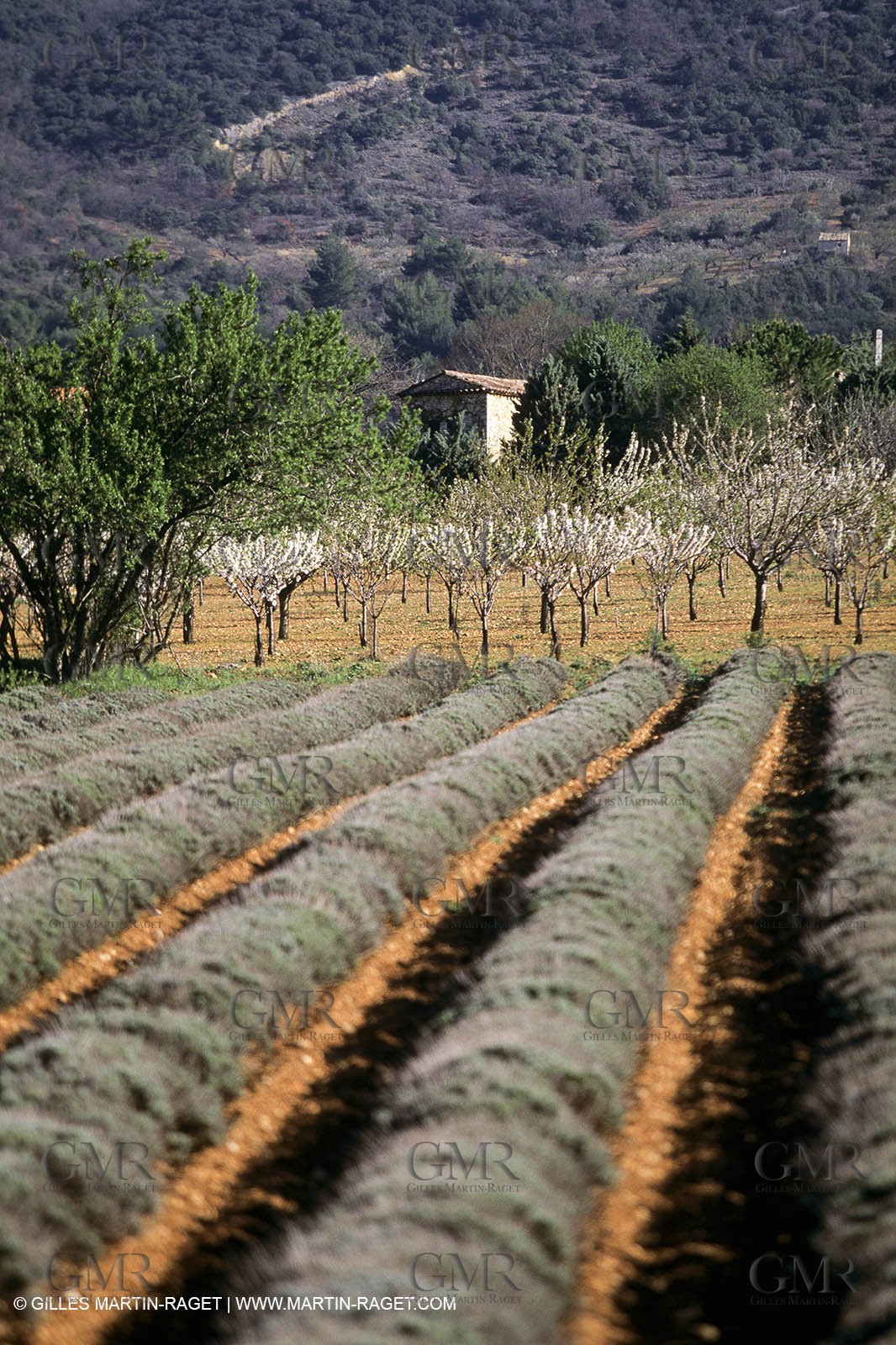 Luberon in winter near Saint Satrunin les Apt (FRA,84)