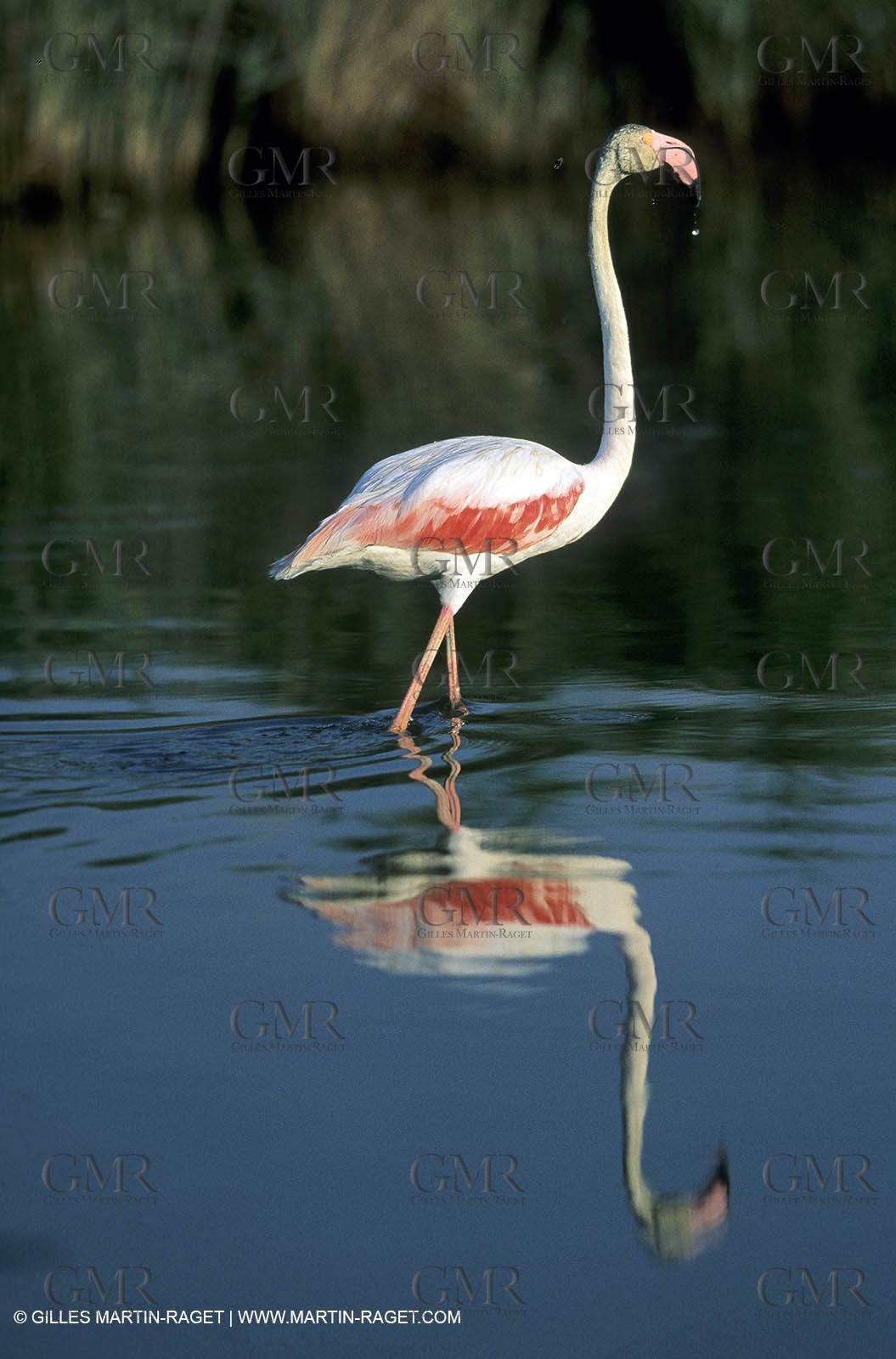 Pink Flamingos - Camargue