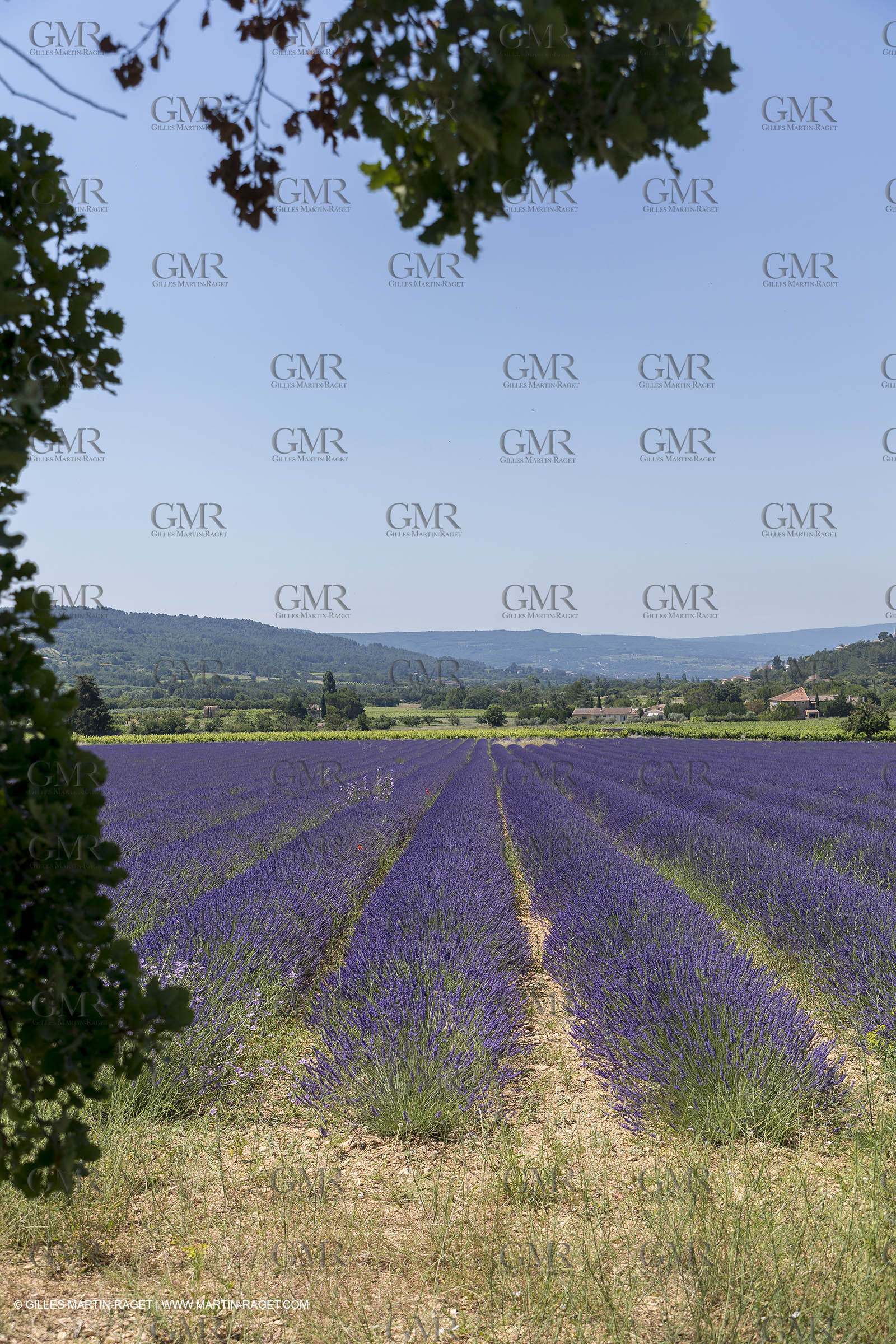 21 06 2018,Rustrel (FRA, 84), champs de lavande
