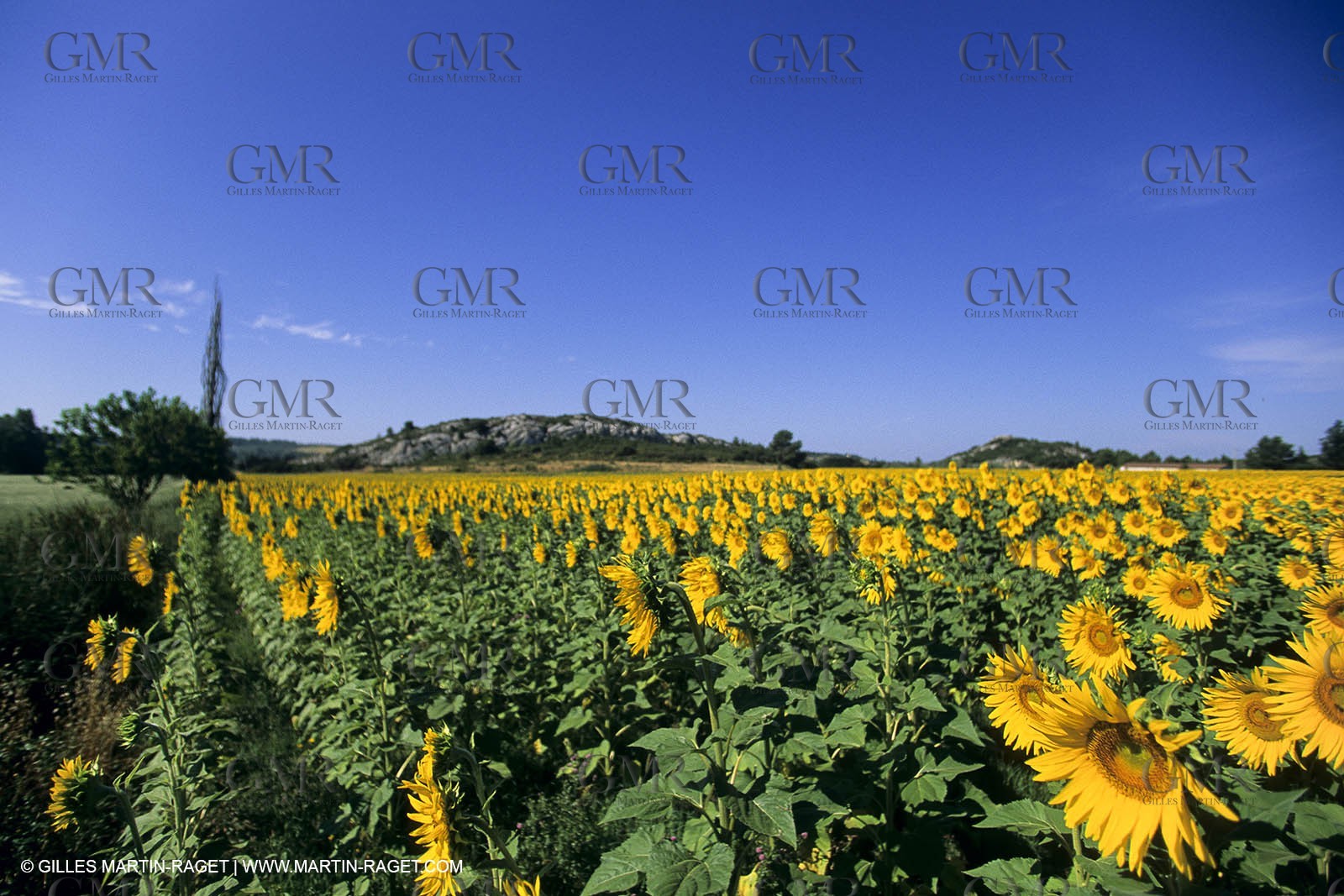 Luberon (FRA,84), Sunflower fields