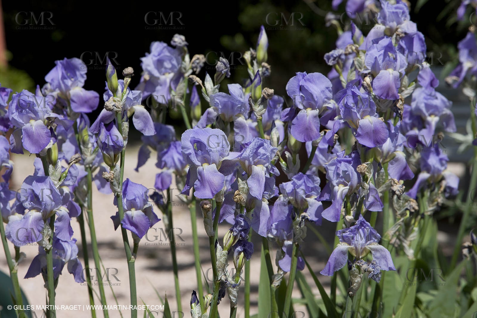 01 05 2008 - Saint Rémy de Provence (FRA, 13) -  Les Iris