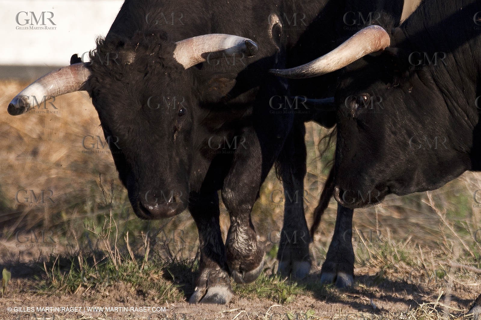 09 04 2011 - Arles (FRA,13) - Bulls fighting in Camargue