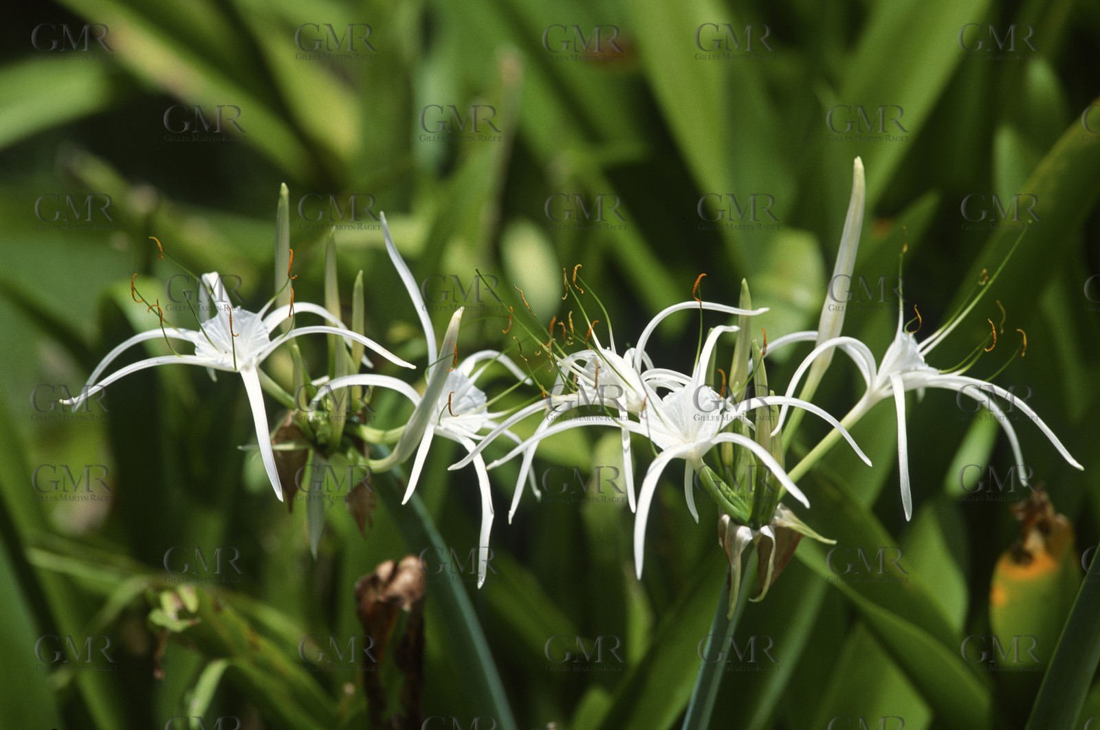 Destinations - Antilles - Saint Barth