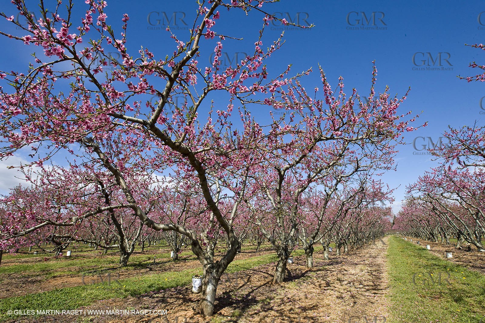 16 03 2008 - Saint Rémy de Provence (FRA, 13) - Alpilles hills landscapes