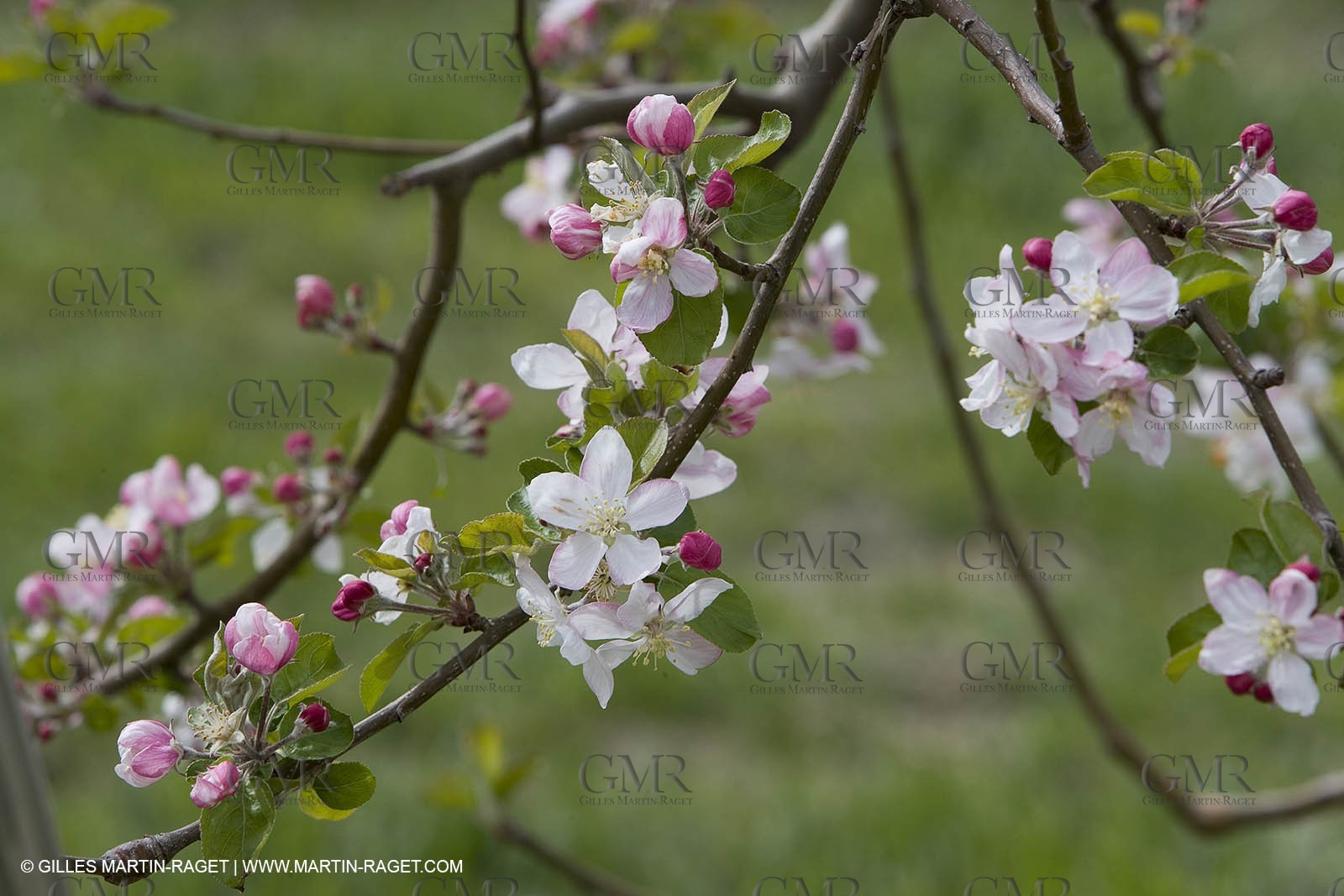 26 03 08 - Saint Rémy de Provence (FRA,13) - Apple trees in bloom