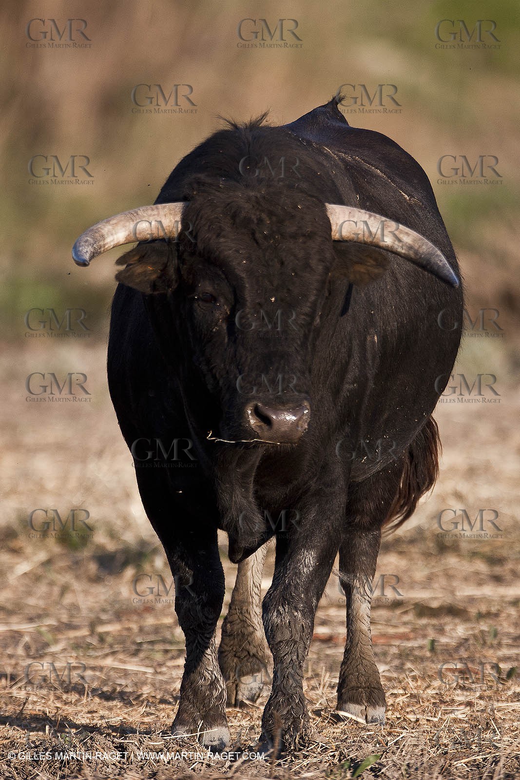 09 04 2011 - Arles (FRA,13) - Bulls fighting in Camargue