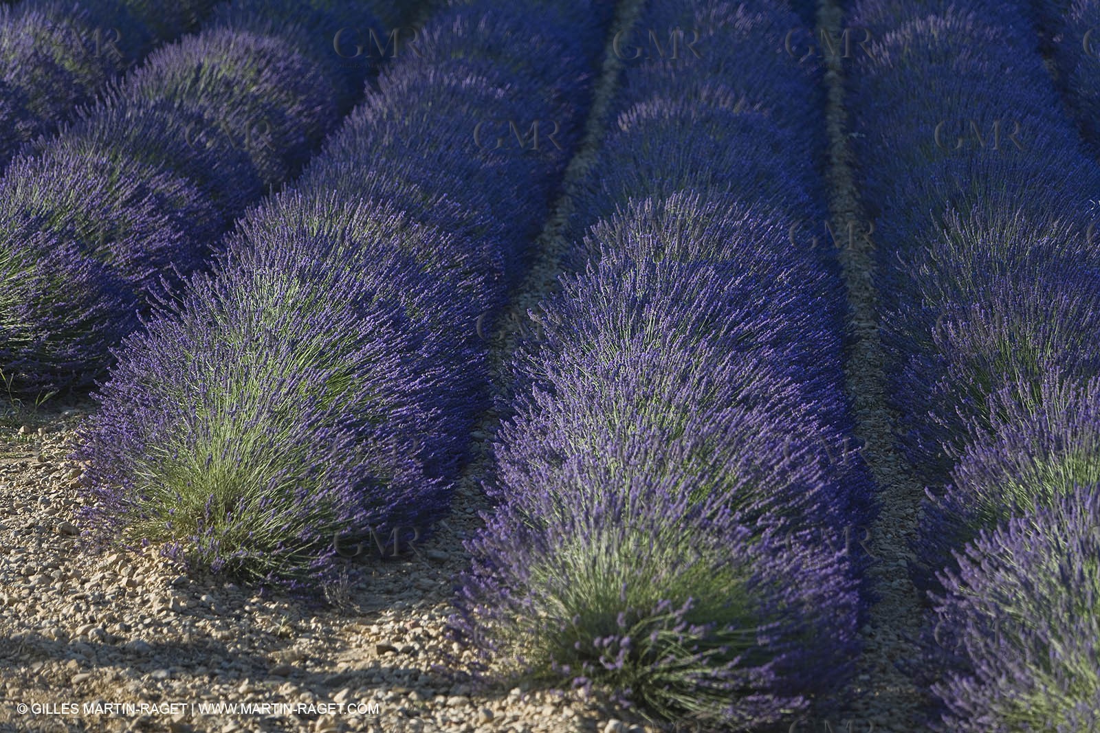 13 08 2007 - Valensole (04) - lavender fields on Valensole plateau