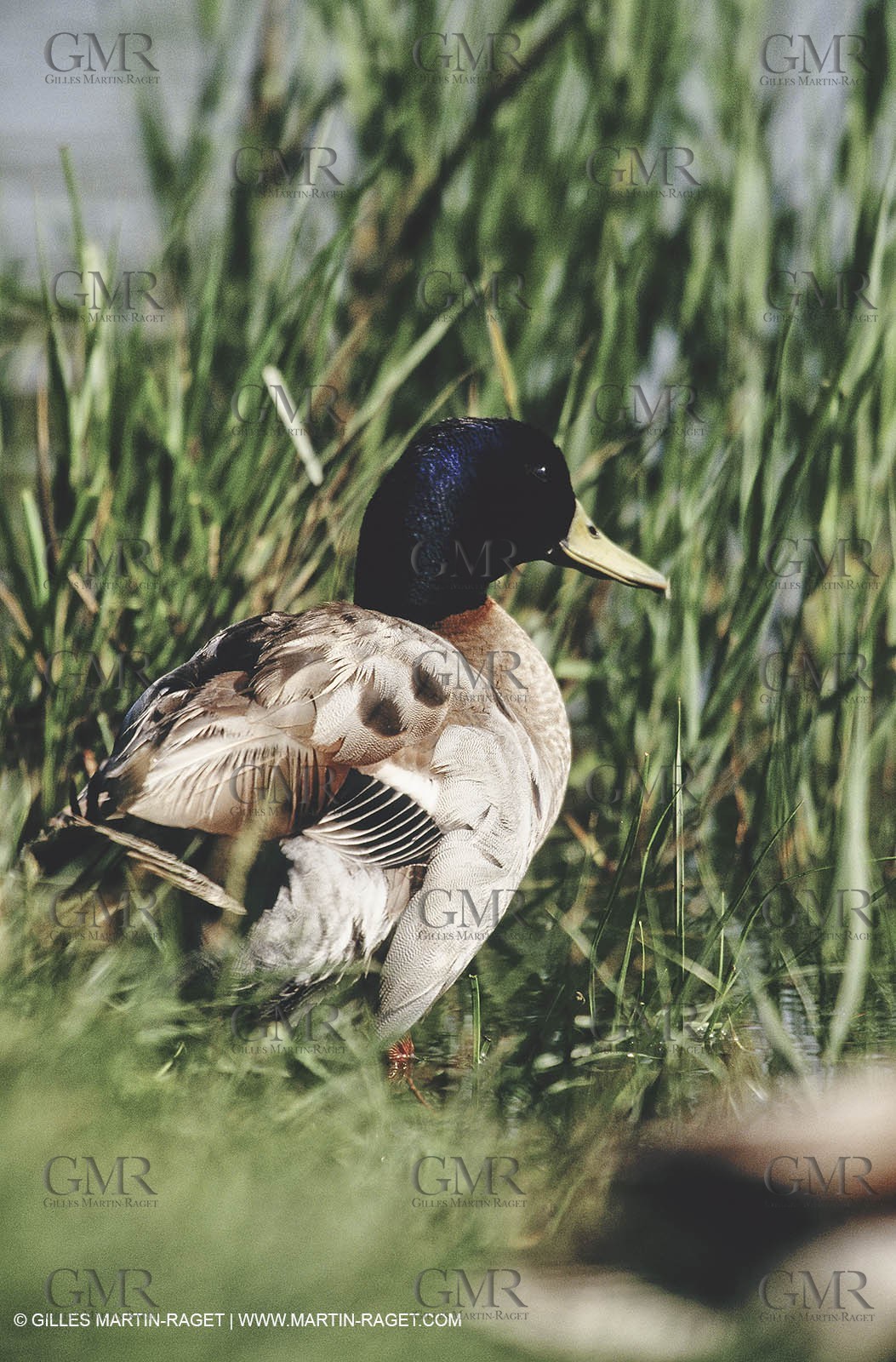 Camargue (FRA,13) - Birds in the Camargue - Duck