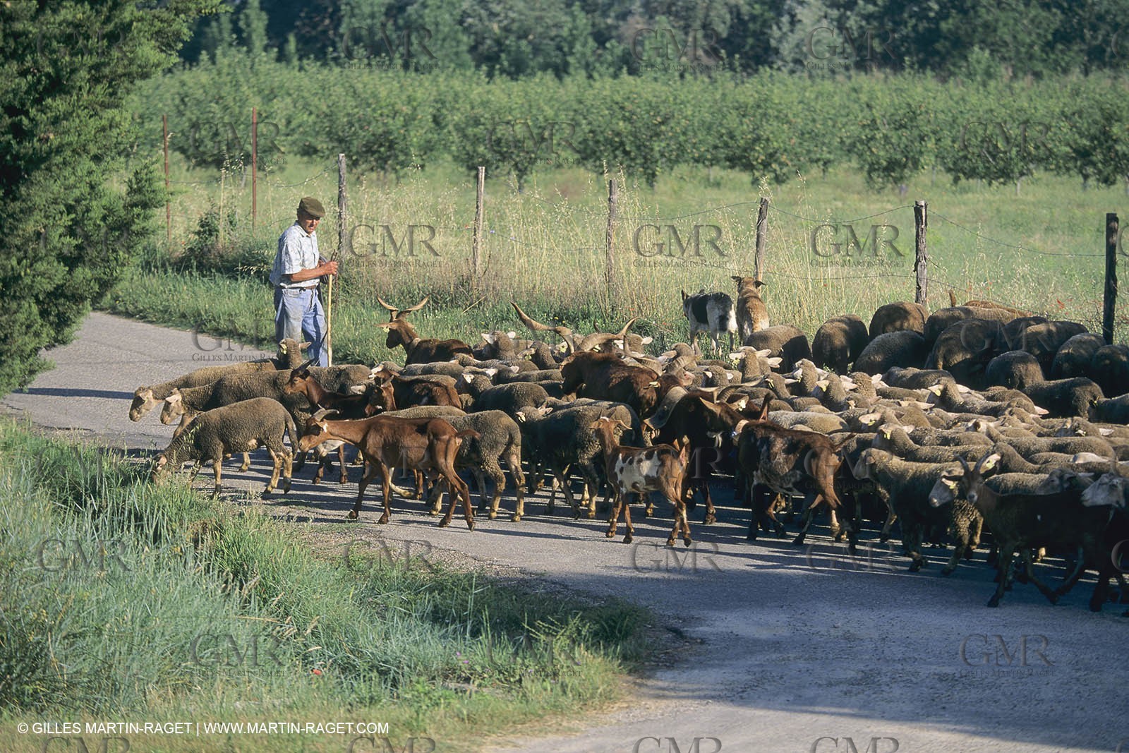 France, Provence, Moutons, bergers, élevage, transhumance