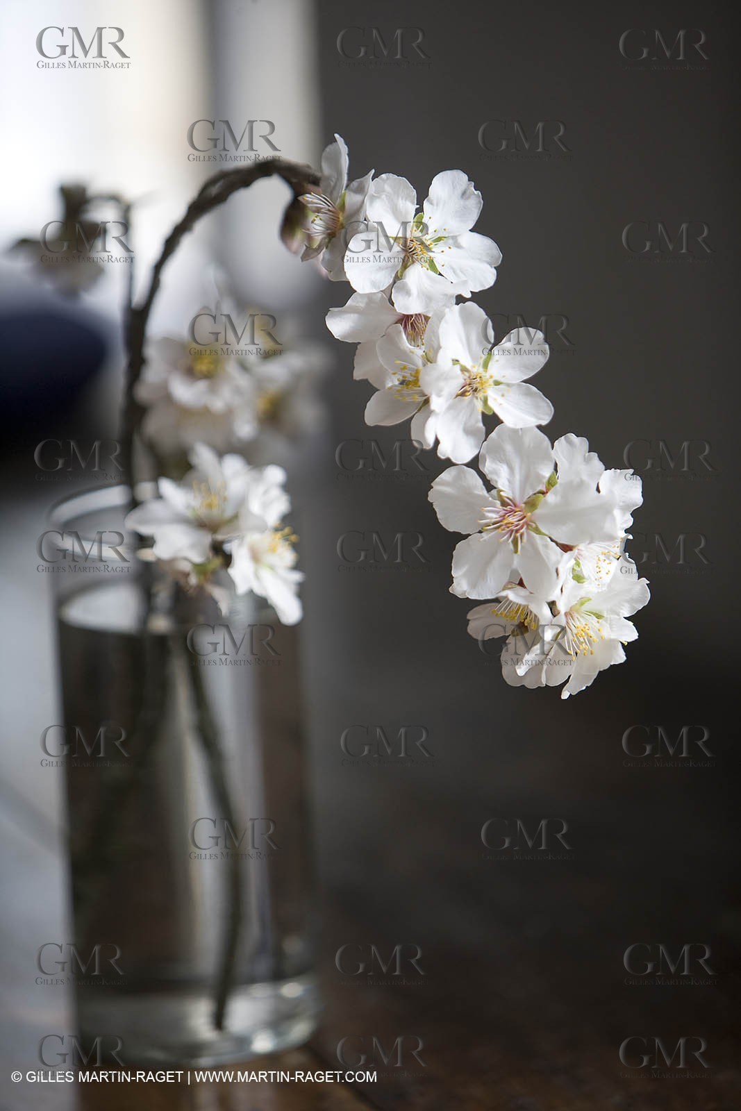 16 02 2008 - Saint Rémy de Provence (FRA,13) - Vallon raget - Almand tree branch