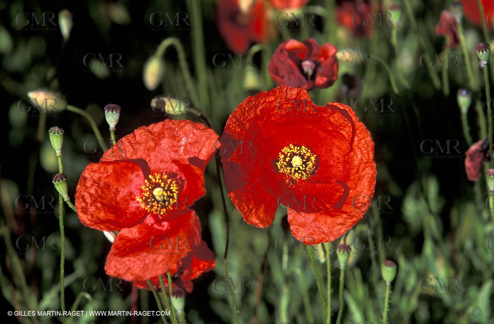 Poppies - Poppies field
