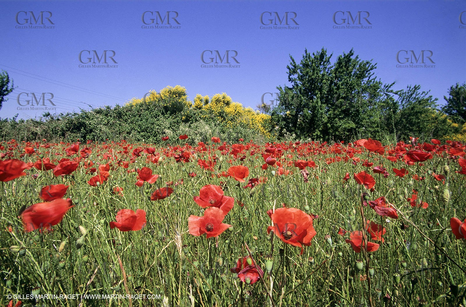 2000-2010- Les Alpilles (FRA,13) - Poppy fields
