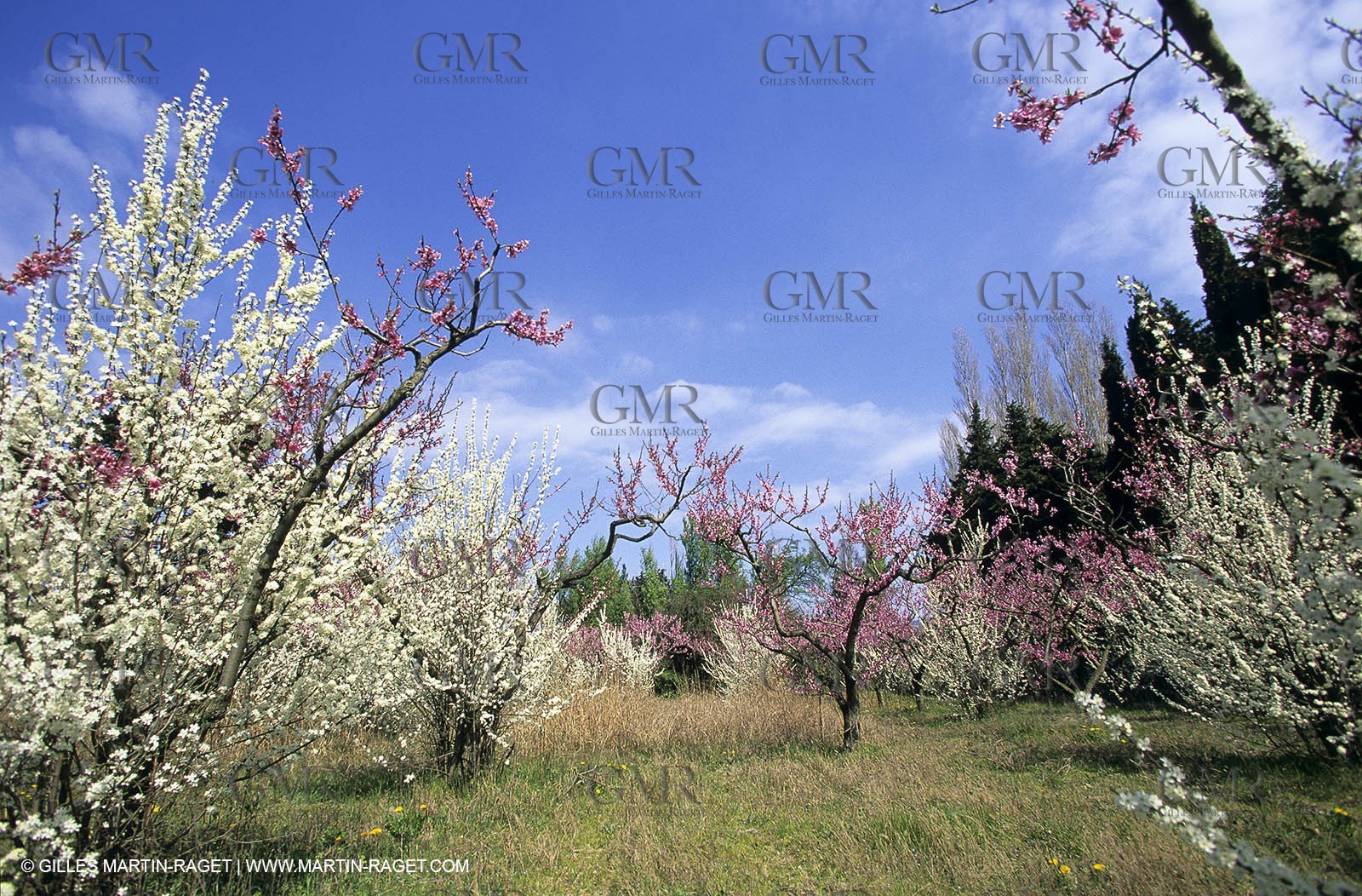 Luberon, Vaucluse (FRA,84) - Fruit trees blooming