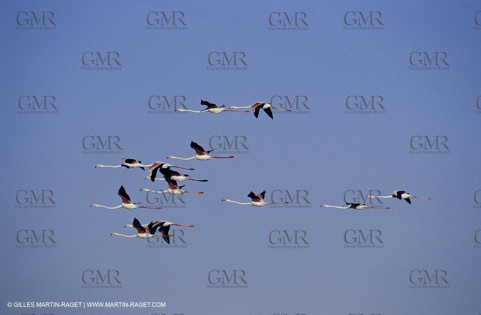 Camargue (FRA,13) - Flamingos in the Camargue