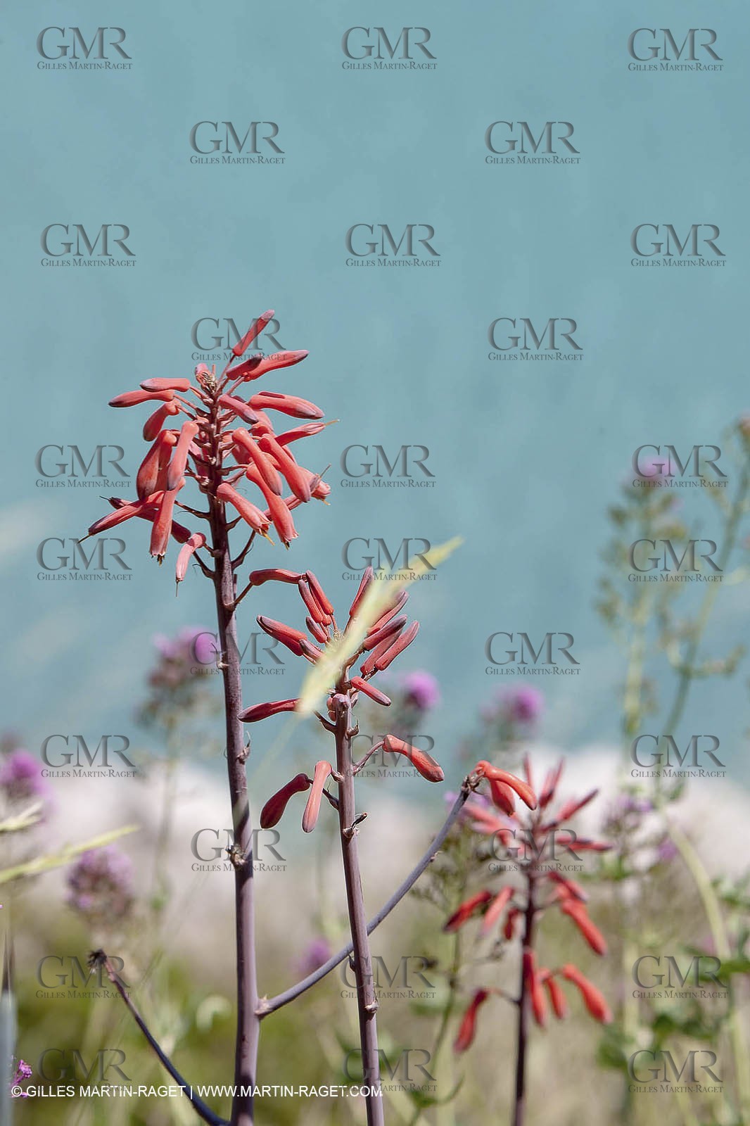 27 05 2009 - Marseille (FRA, 13) - Les Calanques - Sormiou