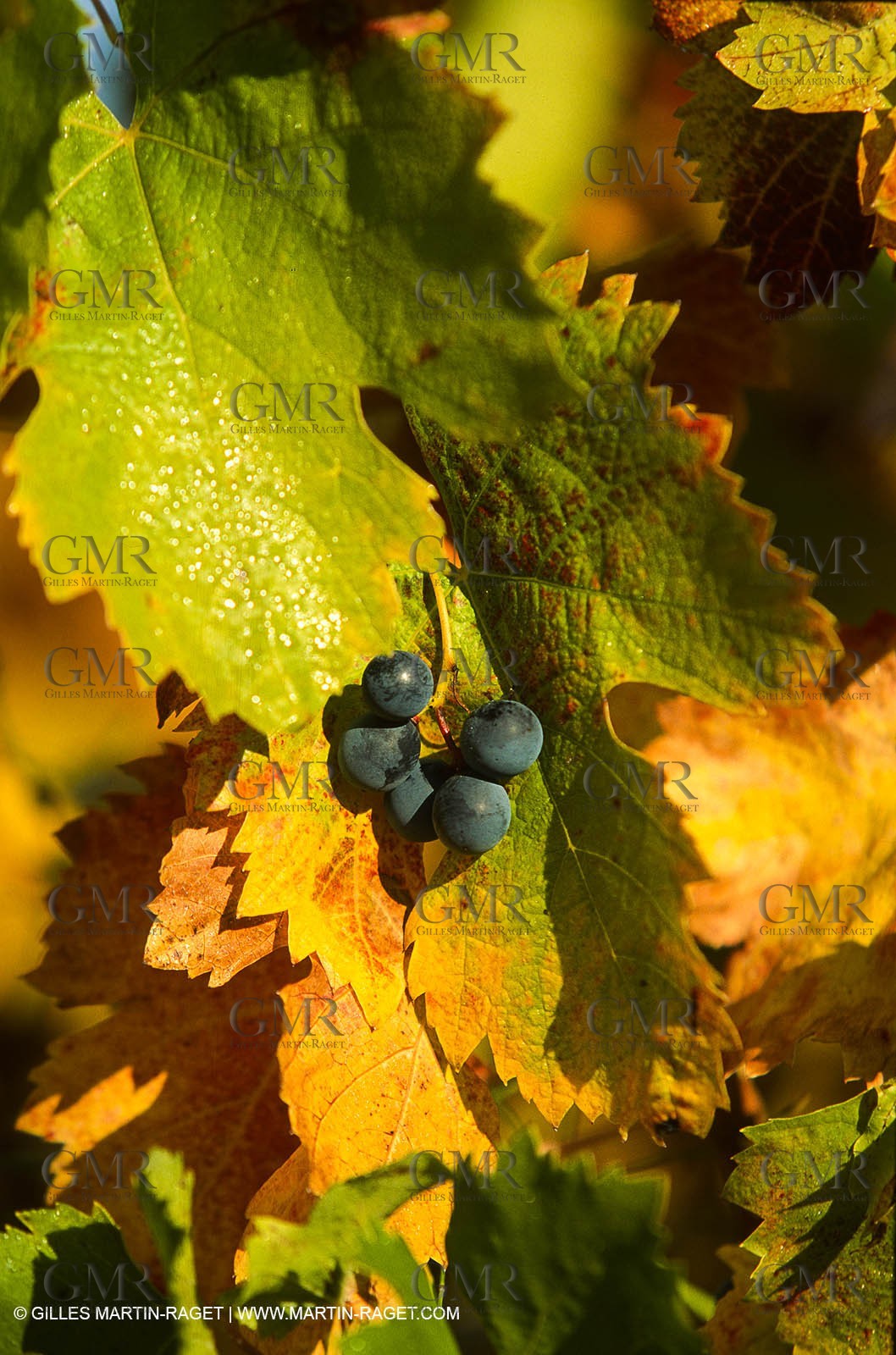 Provence, Le temps des vendanges