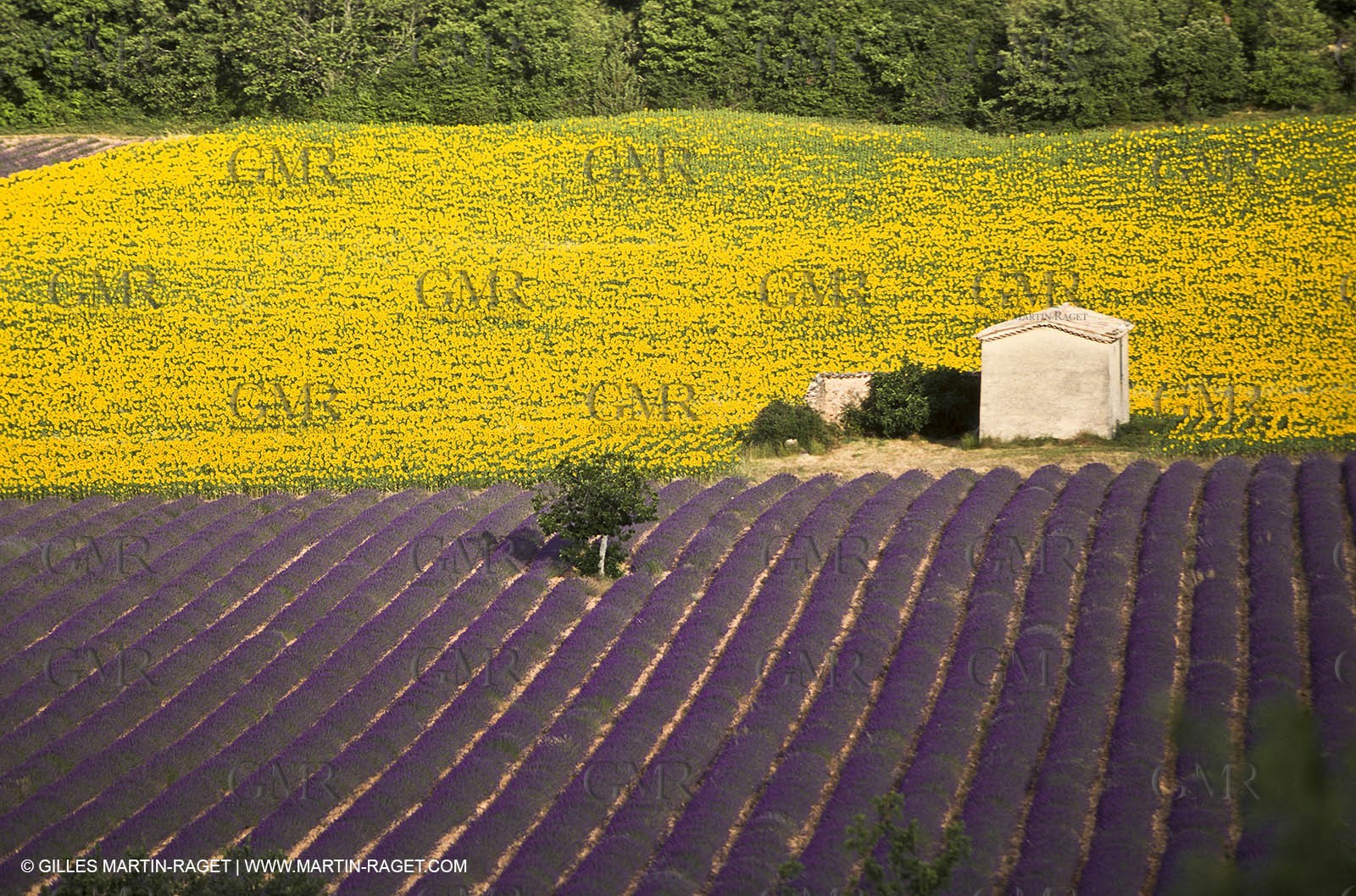 Hgher Provence - Lavender fields