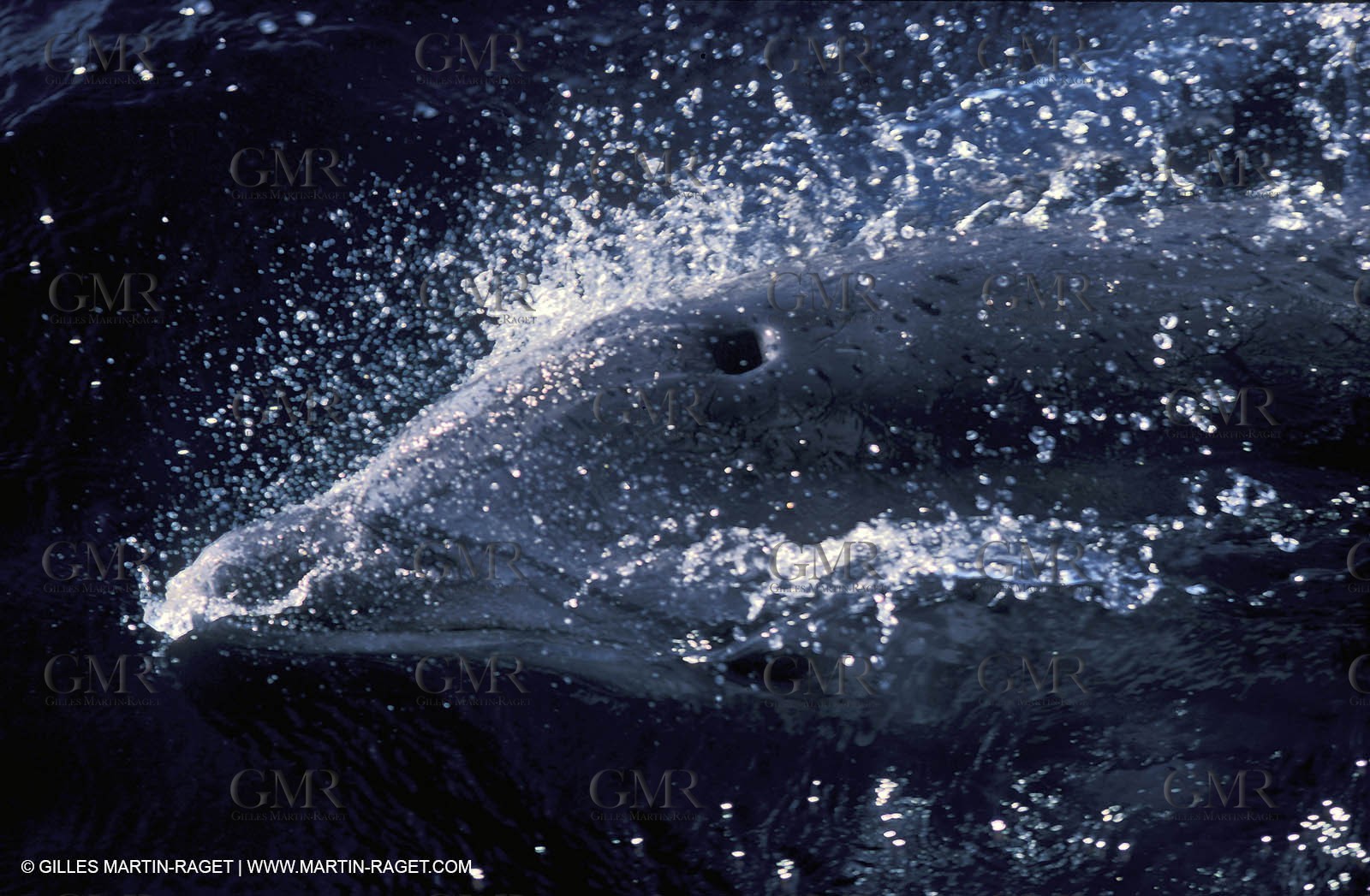 Marine animals