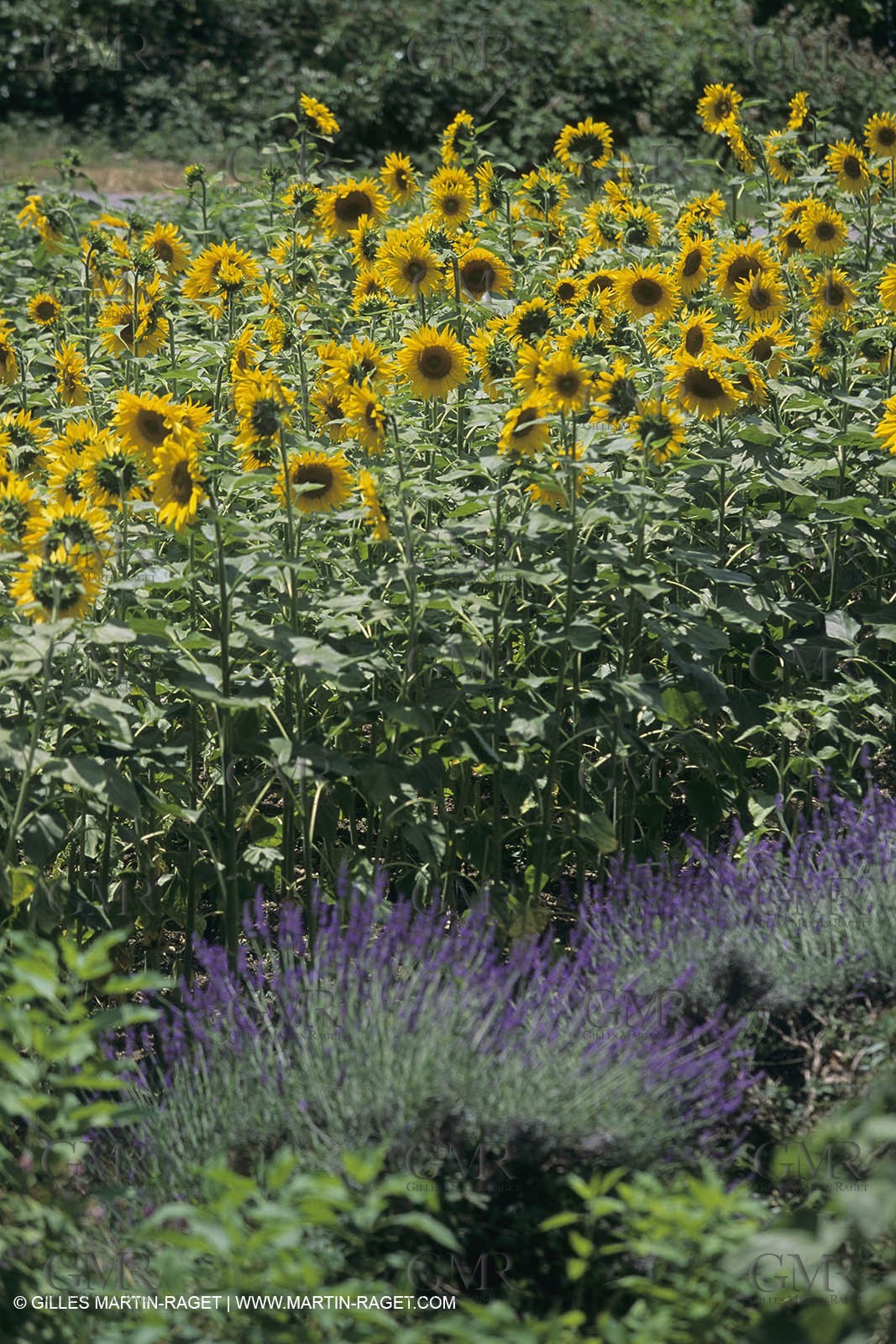 France, Provence, Champs de Tournesols