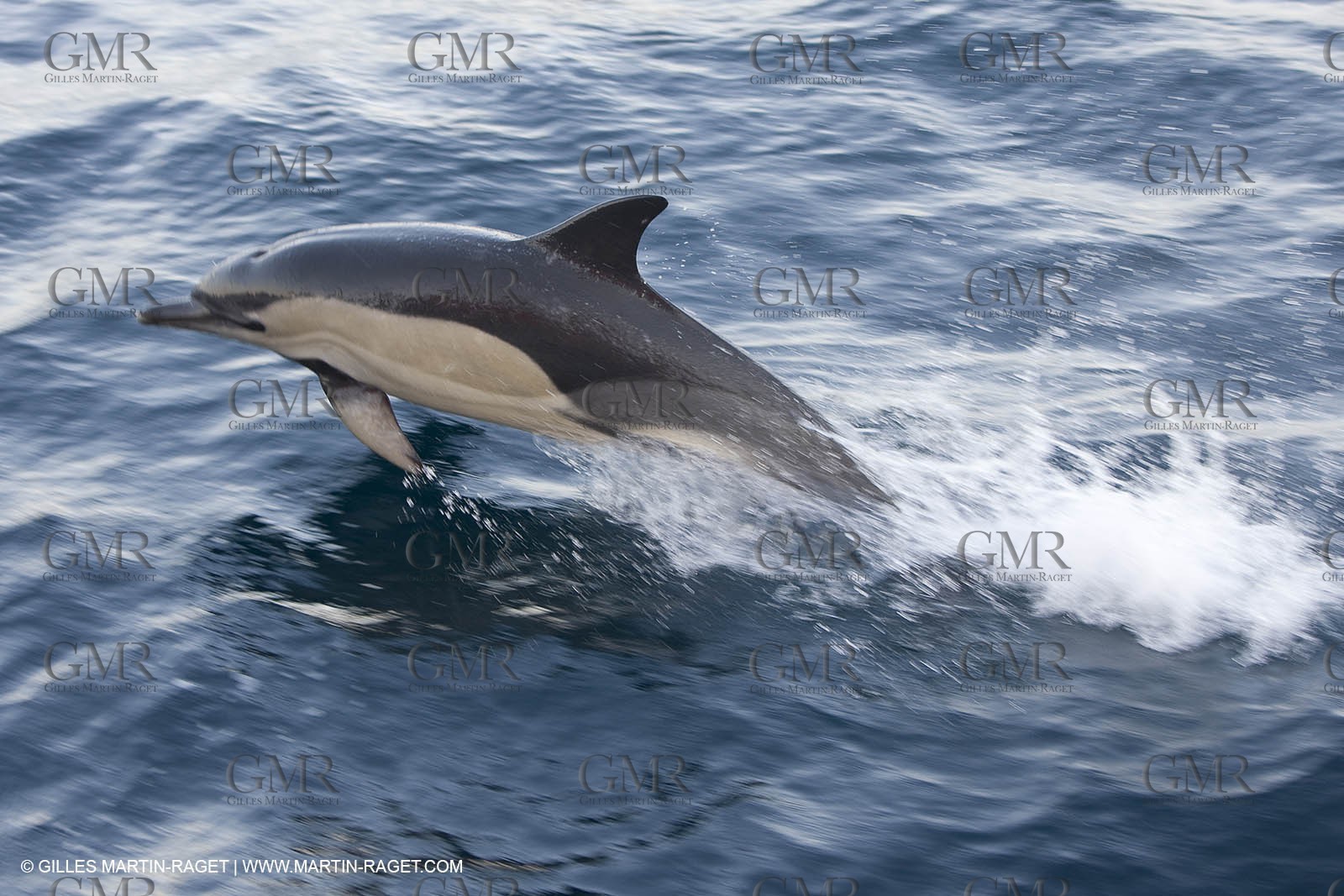 Marine animals
