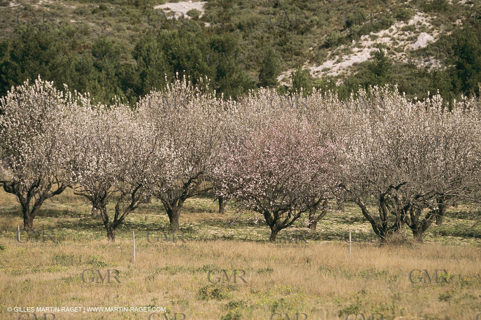 France, Provence, Arbres fruitiers en fleur   Spring bloom