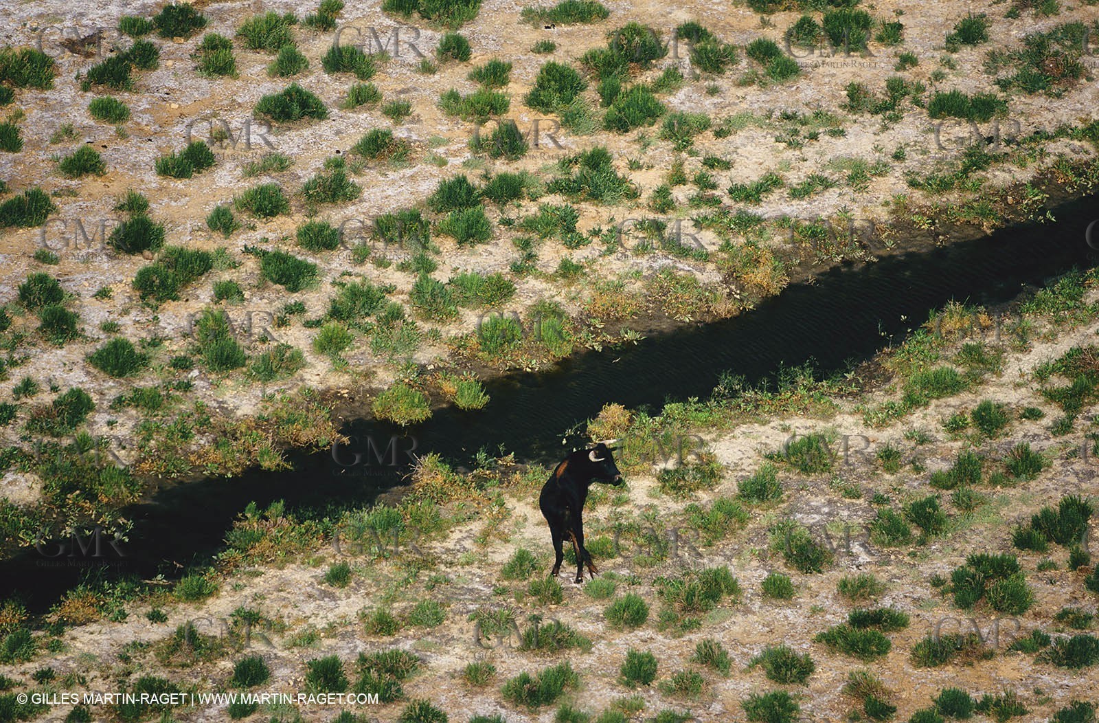 Bouches du Rhône, Camargue (FRA 13) - Camargue bulls