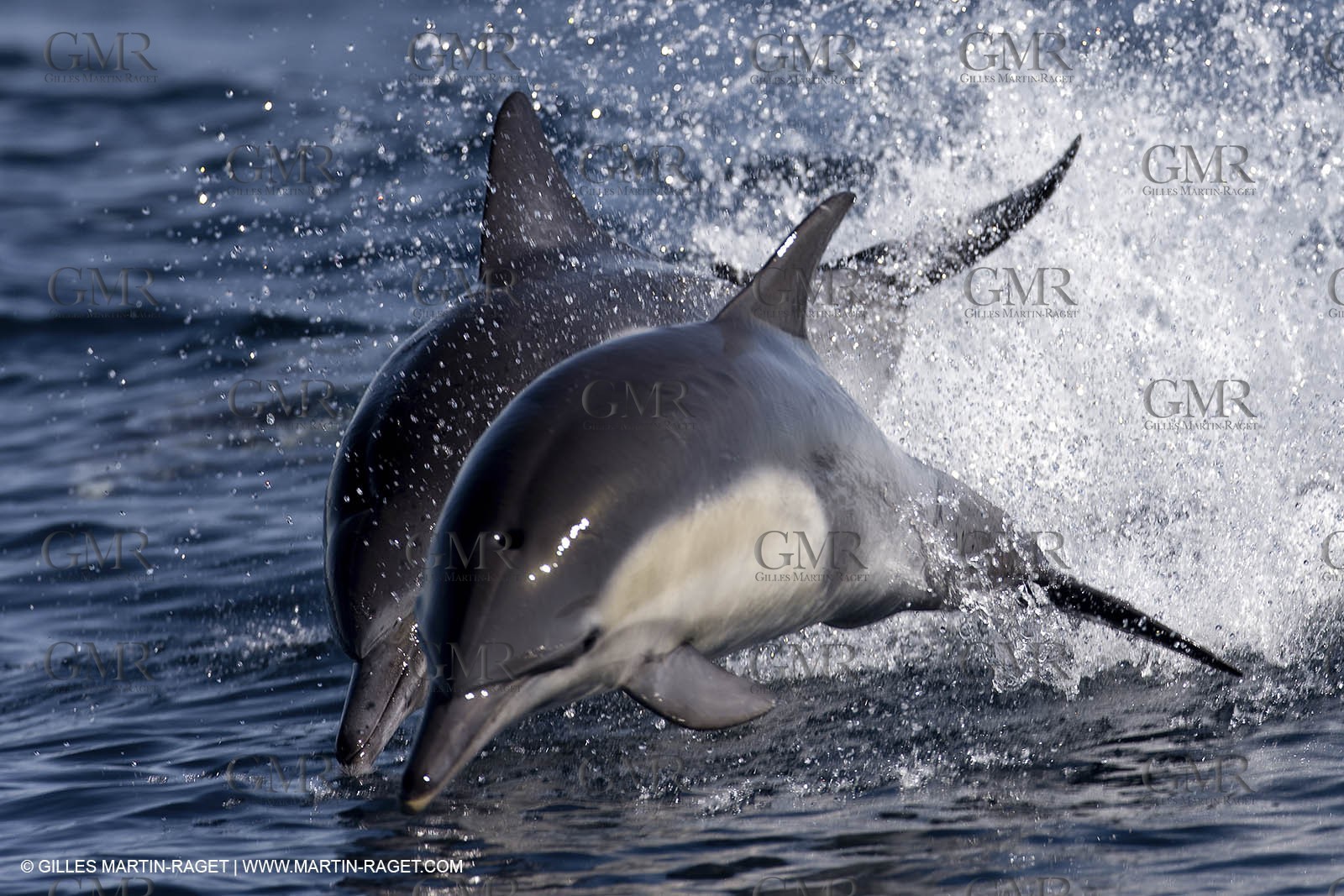 Marine animals