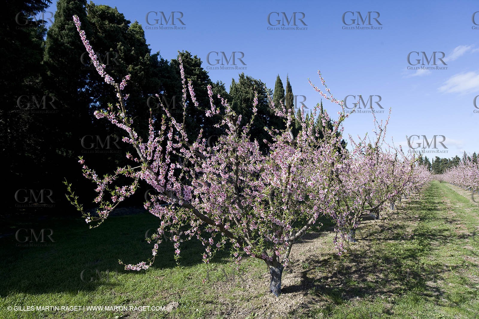 16 03 2008 - Saint Rémy de Provence (FRA, 13) - Alpilles hills landscapes