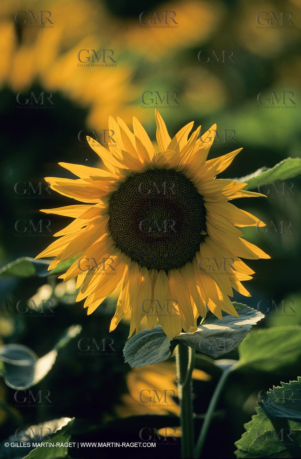 Alpilles (FRA,13) - Sunflower fields