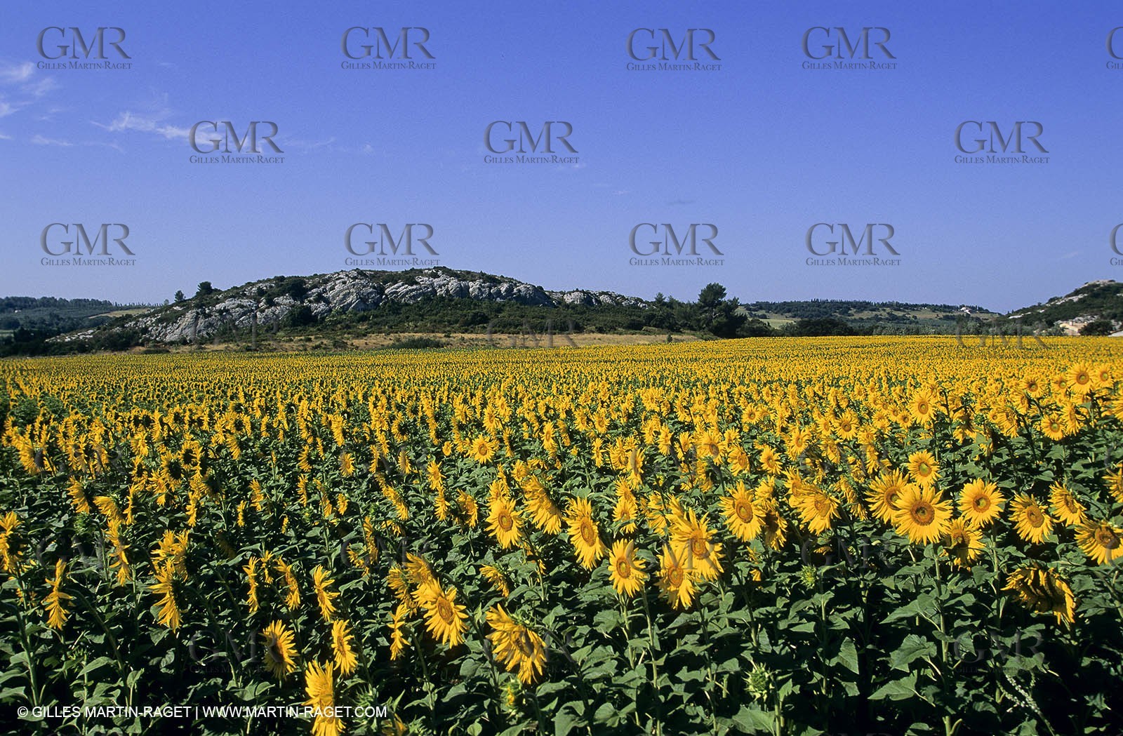 Luberon (FRA,84), Sunflower fields
