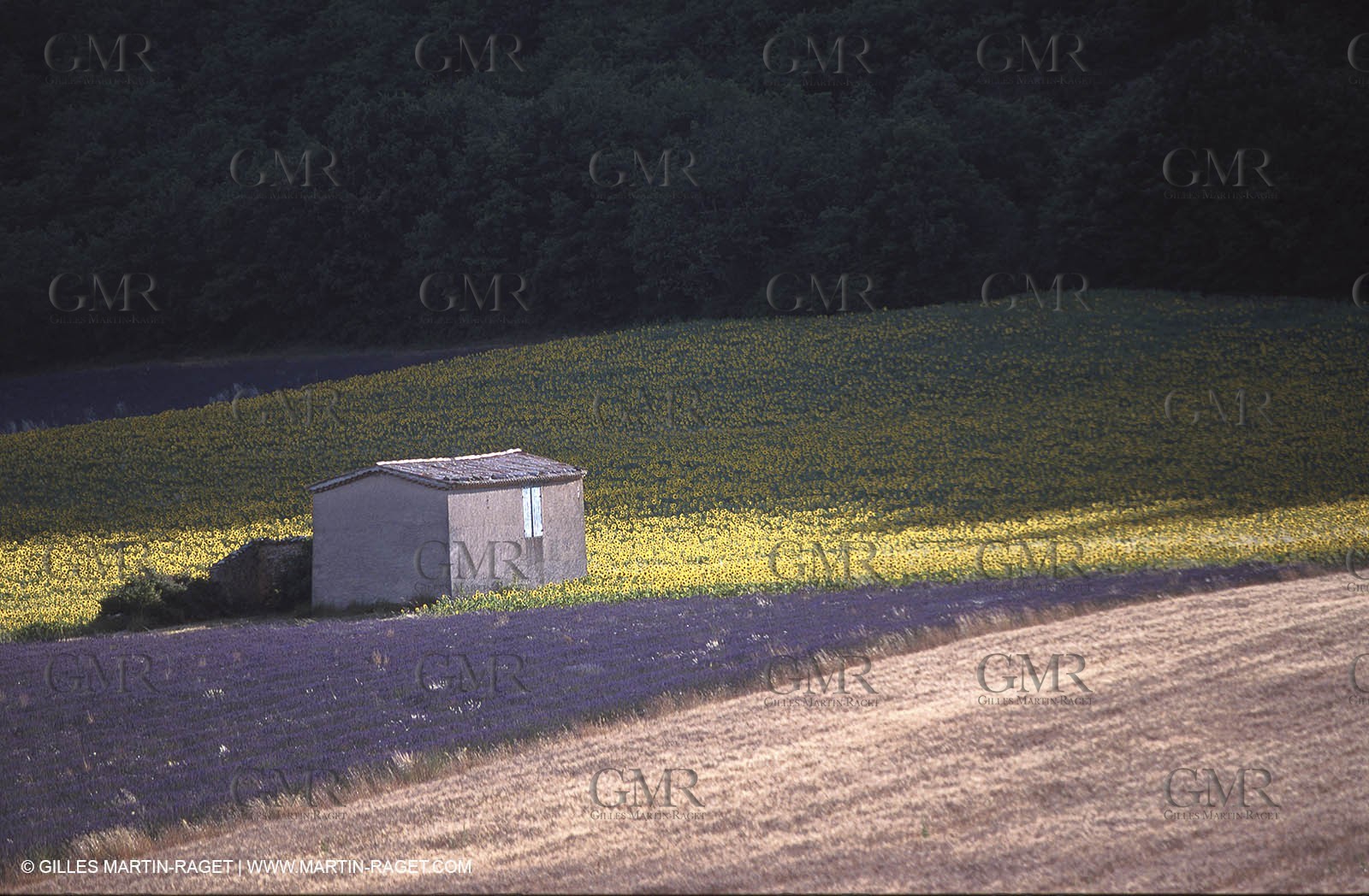 Lavander fields