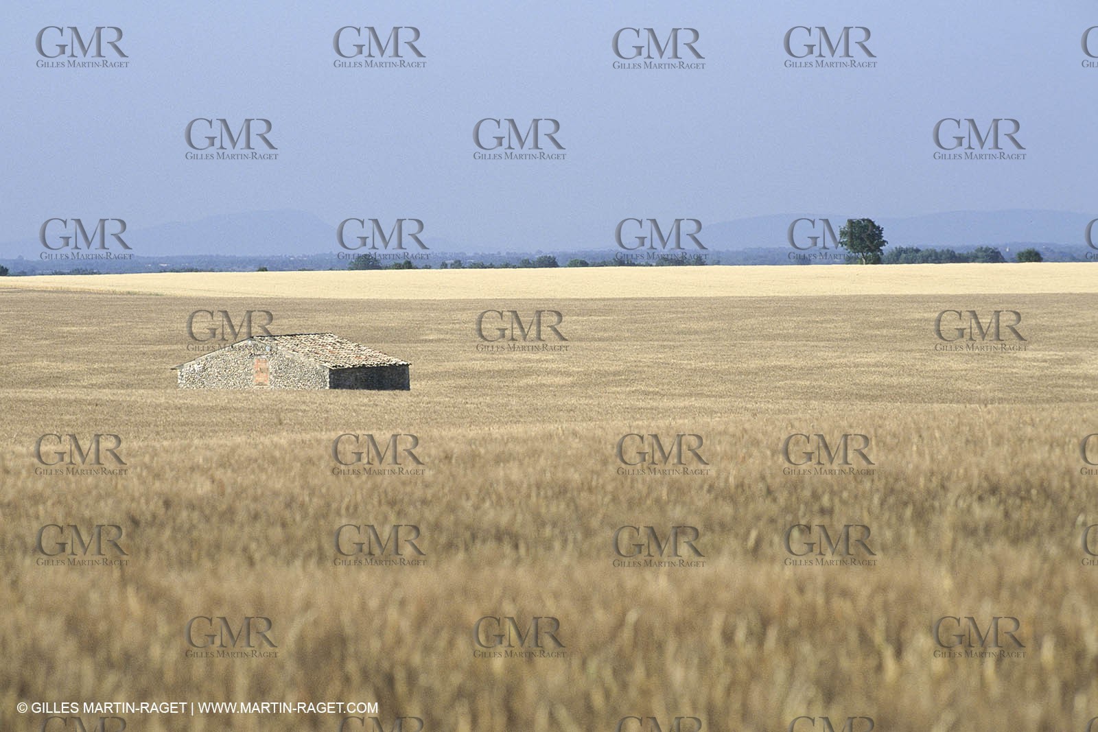 Corn and Wheat fields on Valensole Plateau in higher Provence (France)