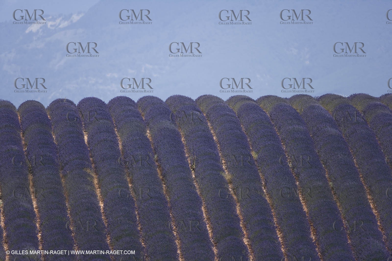 13 08 2007 - Valensole (04) - lavender fields on Valensole plateau