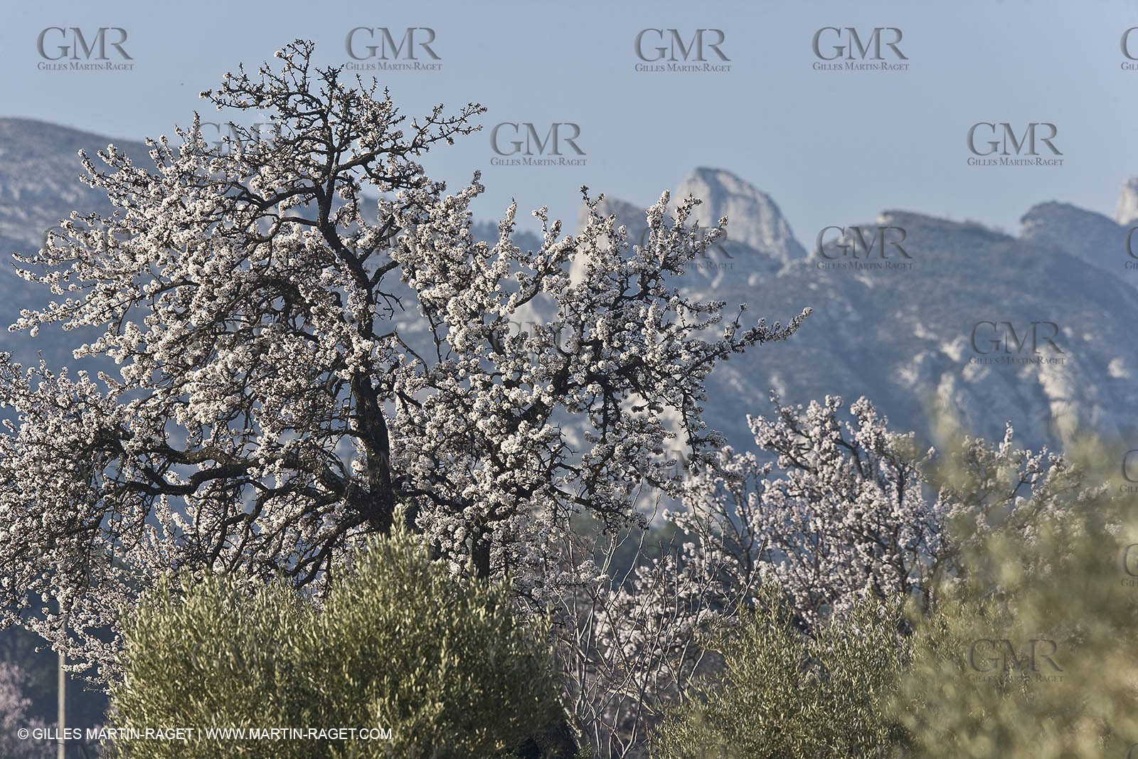 16 02 2008 - Saint Rémy de Provence (FRA, 13) - Alpilles hills landscapes