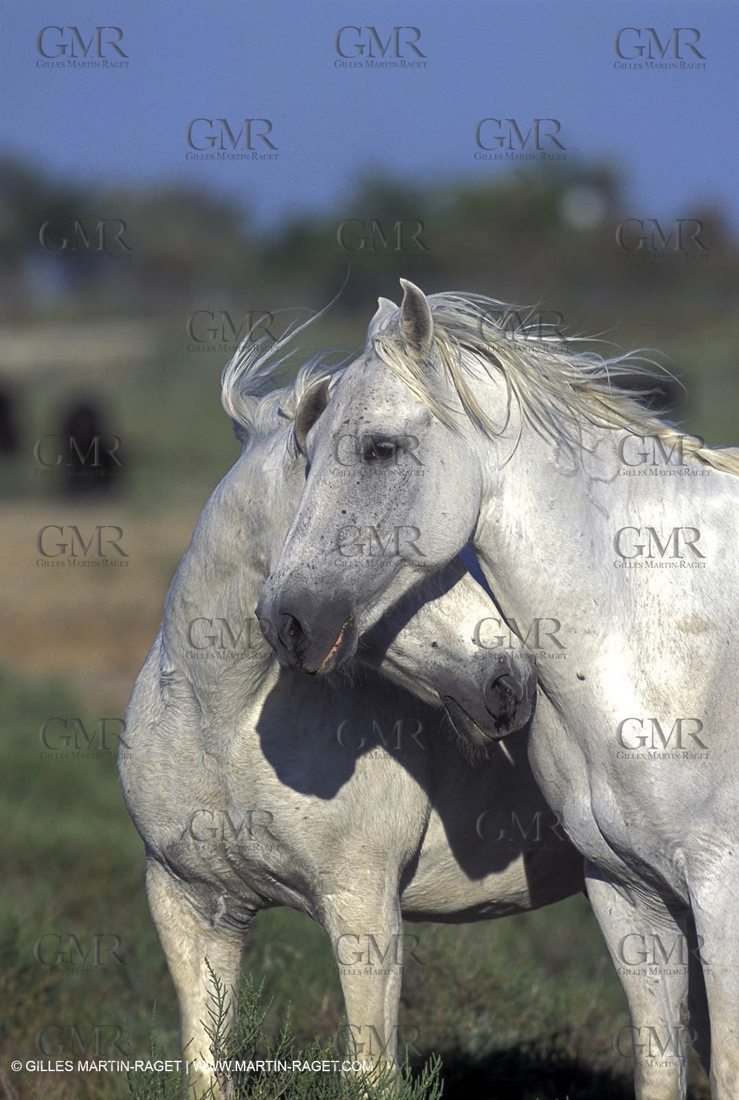 Camargue horses